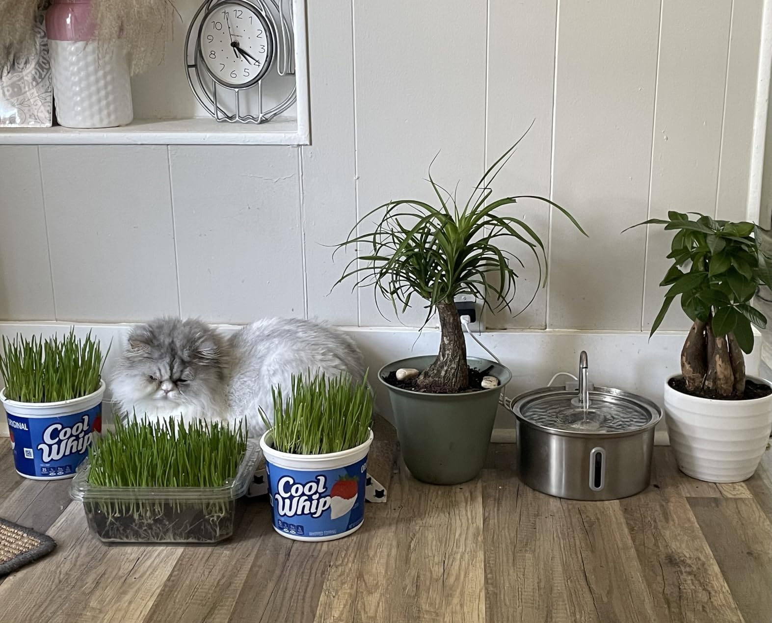 Cat Water Fountain Stainless Steel: 2.2 L Cat Fountain for Drinking - Automatic Pet Water Fountain for Cats Inside - Metal Cat Dog Water Dispenser Bowl with Faucet Water Level Window Ultra Quiet Pump customer photo 2