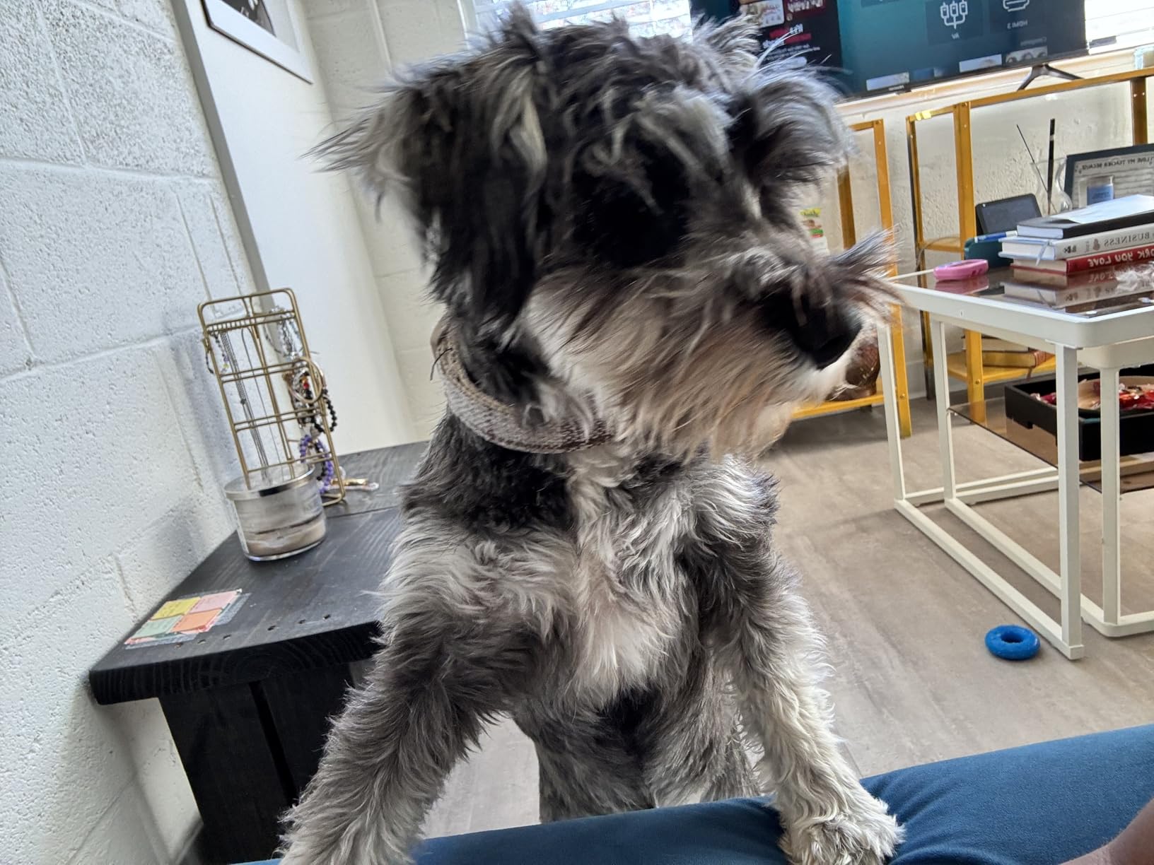 Plutus Pet Cotton Hemp Dog Collar and Leash Set, Adjustable Collar for Small, Medium, and Large Dogs, Heavy Duty and Soft on Skin, Lavender, M customer photo 1