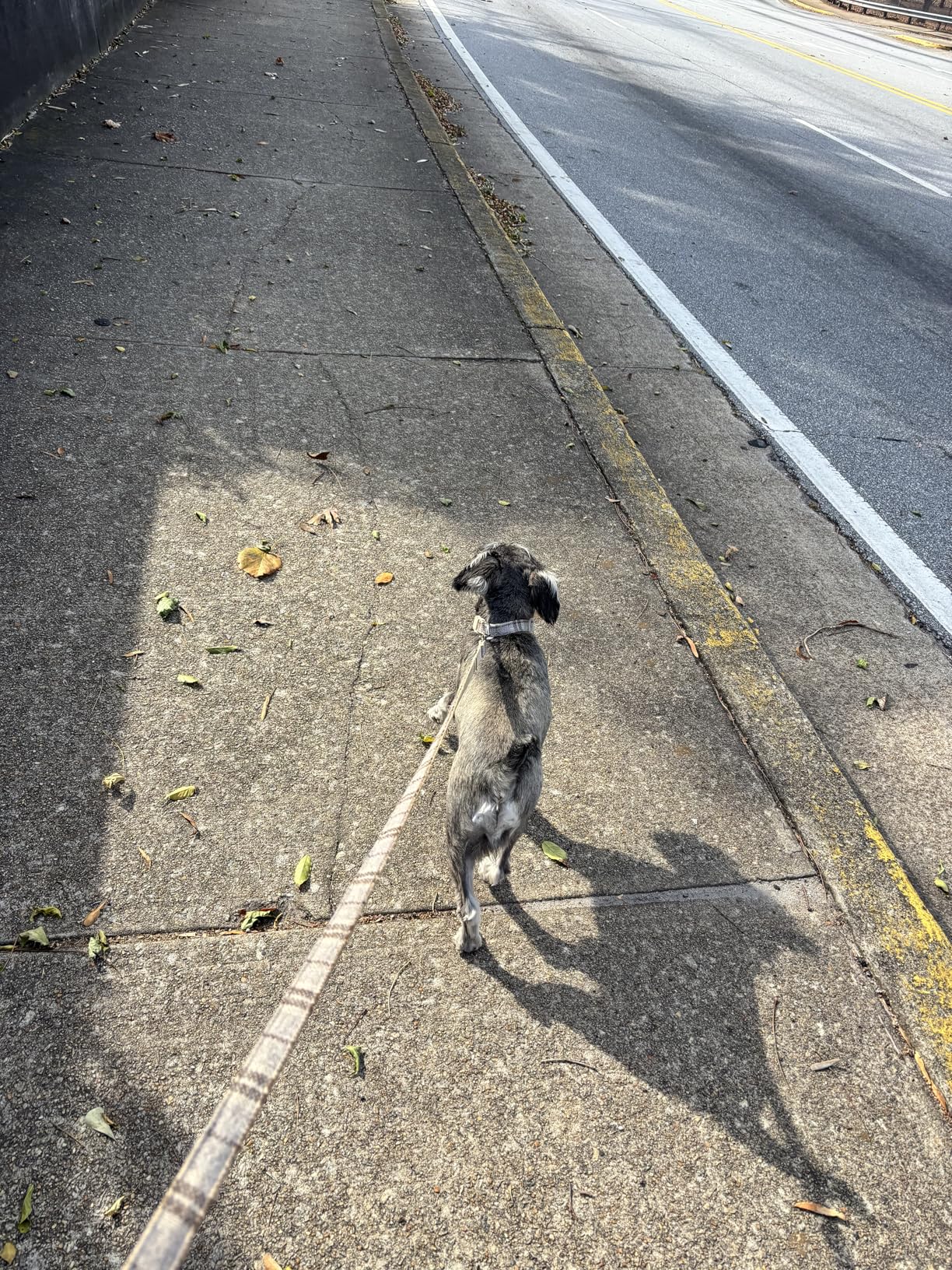 Plutus Pet Cotton Hemp Dog Collar and Leash Set, Adjustable Collar for Small, Medium, and Large Dogs, Heavy Duty and Soft on Skin, Lavender, M customer photo 2