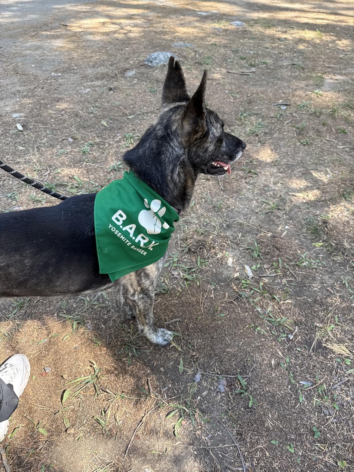 VEVOR Dog Agility Course Backyard Set, 13pcs Agility Training Equipment for Dogs, 2 Tunnels with Sandbags,Adjustable Hurdles,Weave Poles,Jump Ring,Pause Box, Puppy Obstacle Course Kit with Storage Bag customer photo 1