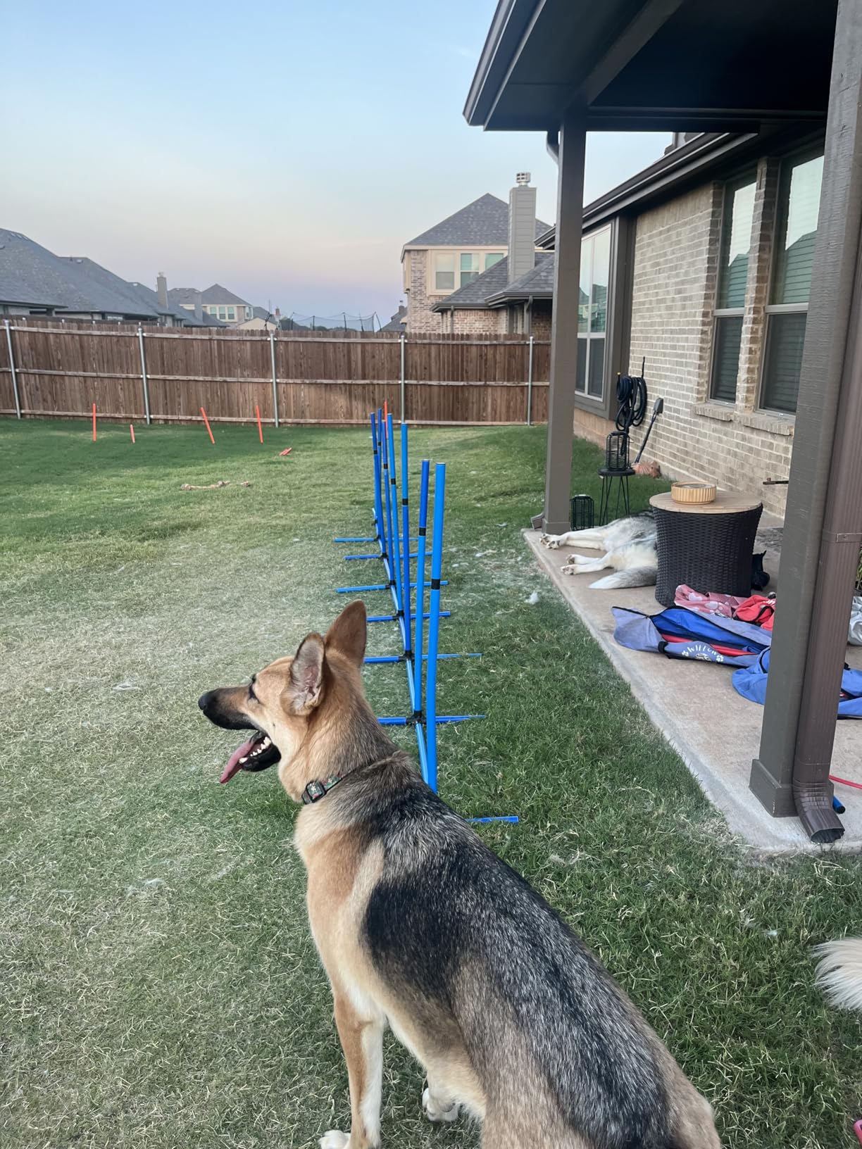 VEVOR Dog Agility Course Backyard Set, 13pcs Agility Training Equipment for Dogs, 2 Tunnels with Sandbags,Adjustable Hurdles,Weave Poles,Jump Ring,Pause Box, Puppy Obstacle Course Kit with Storage Bag customer photo 2