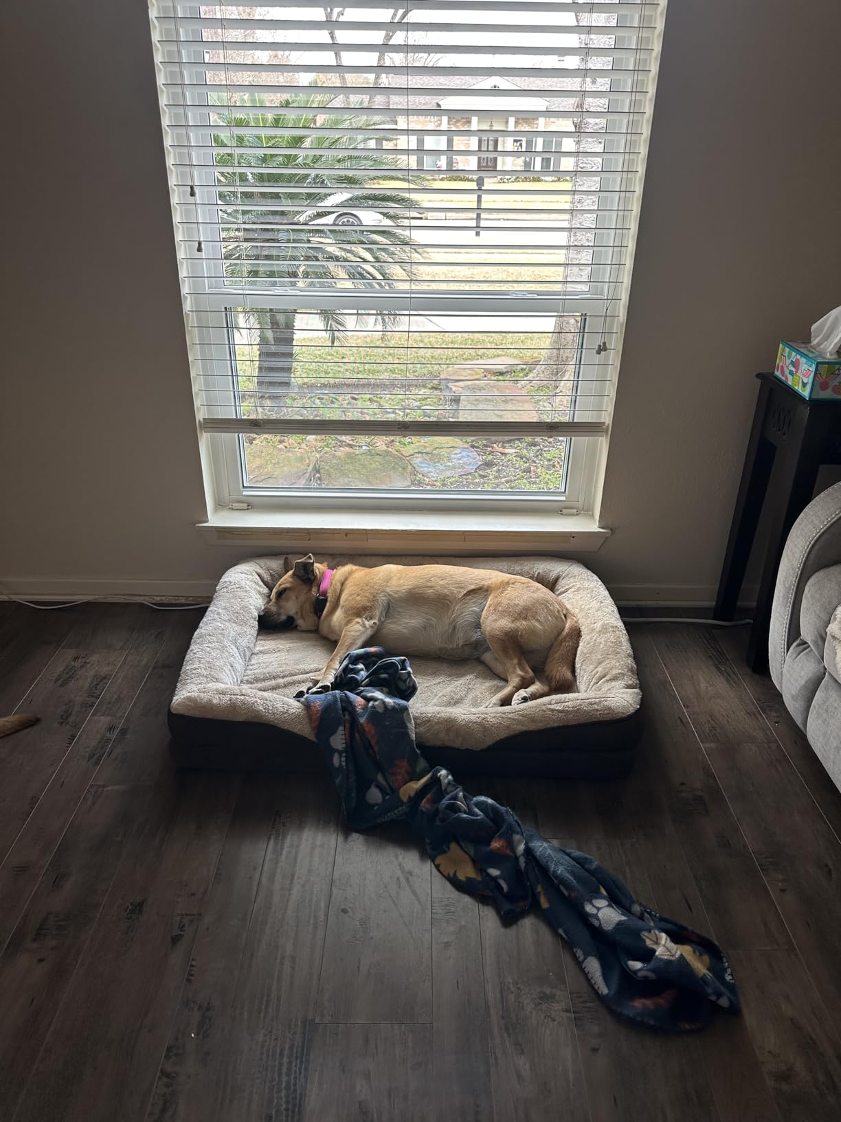 EHEYCIGA Orthopedic XL Dog Bed for Large Sized Dog, 42x30x7.5 Inch Extra Large Memory Foam Dog Couch Bed with Sides, Waterproof Liner & Washable Removable Cover, Bolster Pet Sofa, Grey customer photo 2