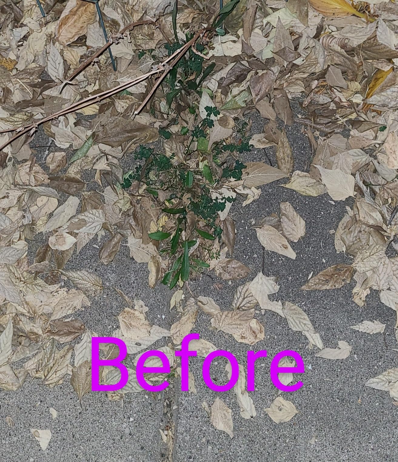 Flat Shovel with Adjustable Handle, 59 in Floor Scraper, Ice Scraper, Garden Cleaning Scraper, Ice Chopper, Snow Shovel, Multifunctional Weed Remover Tool for Walkway Driveway customer photo 1