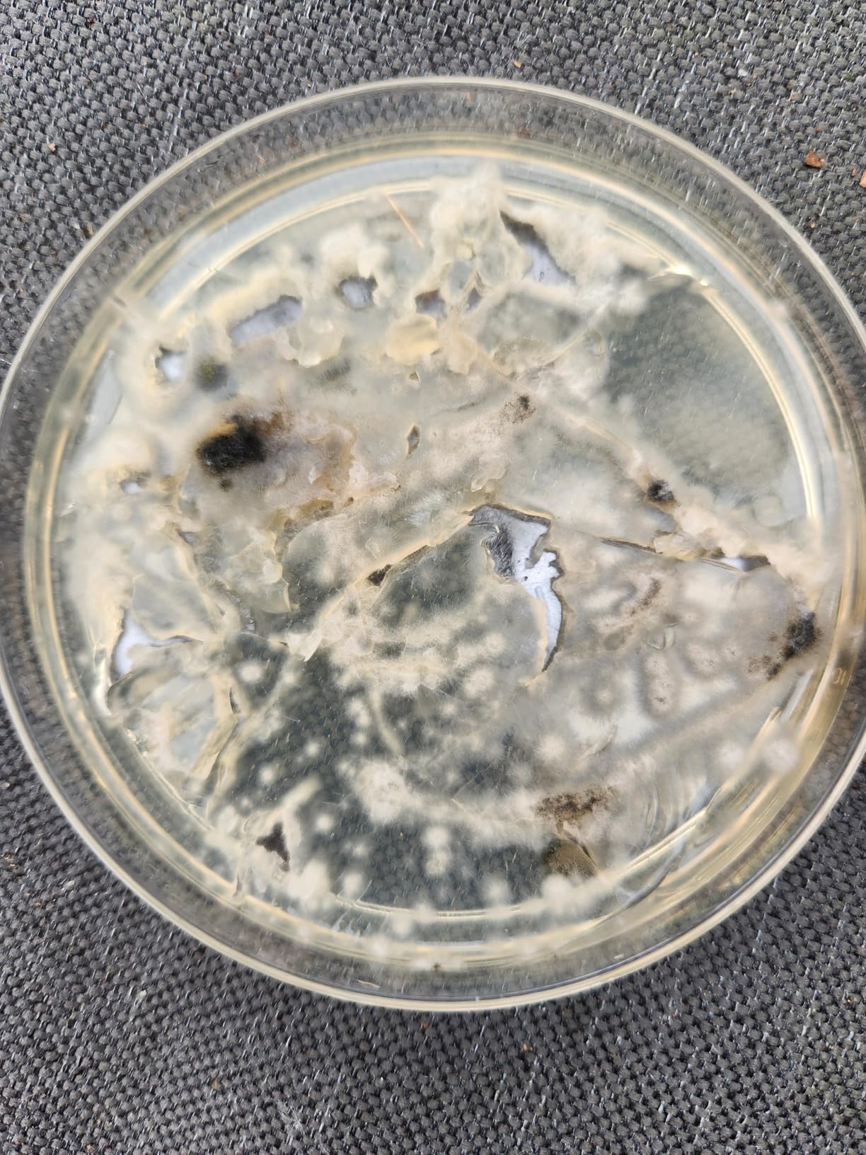 Mold Test Kit for Home -DIY Mold Testing Kit with 6 Individual Tests-Black Mold Detector-Indoor Air Quality Tester-Mold Identification Guide-Free Lab Analysis-Fast and Reliable Mold Detector at Home customer photo 1