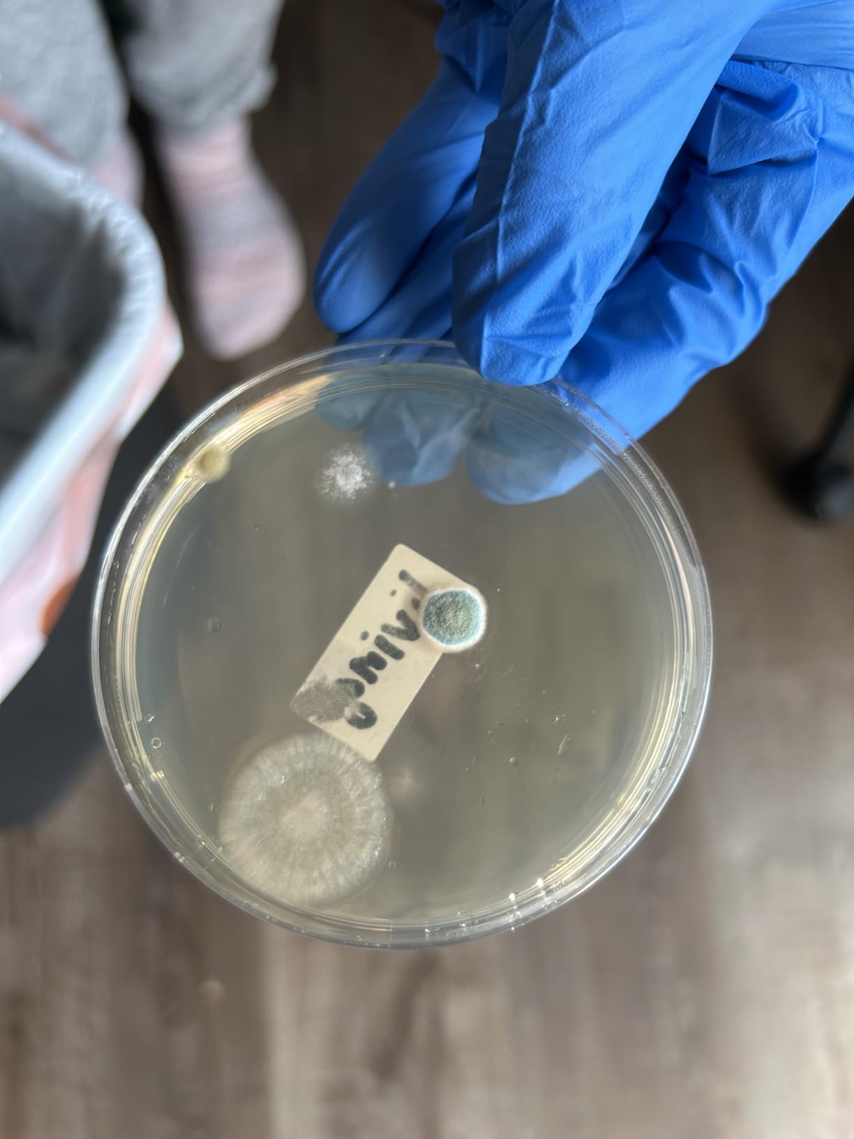 Mold Test Kit for Home -DIY Mold Testing Kit with 6 Individual Tests-Black Mold Detector-Indoor Air Quality Tester-Mold Identification Guide-Free Lab Analysis-Fast and Reliable Mold Detector at Home customer photo 2