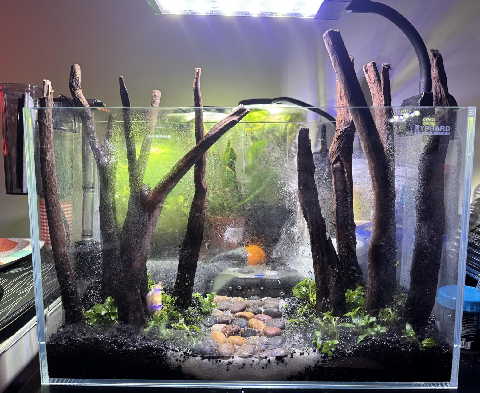 Aquarium Driftwood Branches,2.2lb 9-14inch Long Driftwood for Aquarium Reptile Driftwood Branches Log Natural Driftwood for Aquarium Reptile Branches customer photo 1