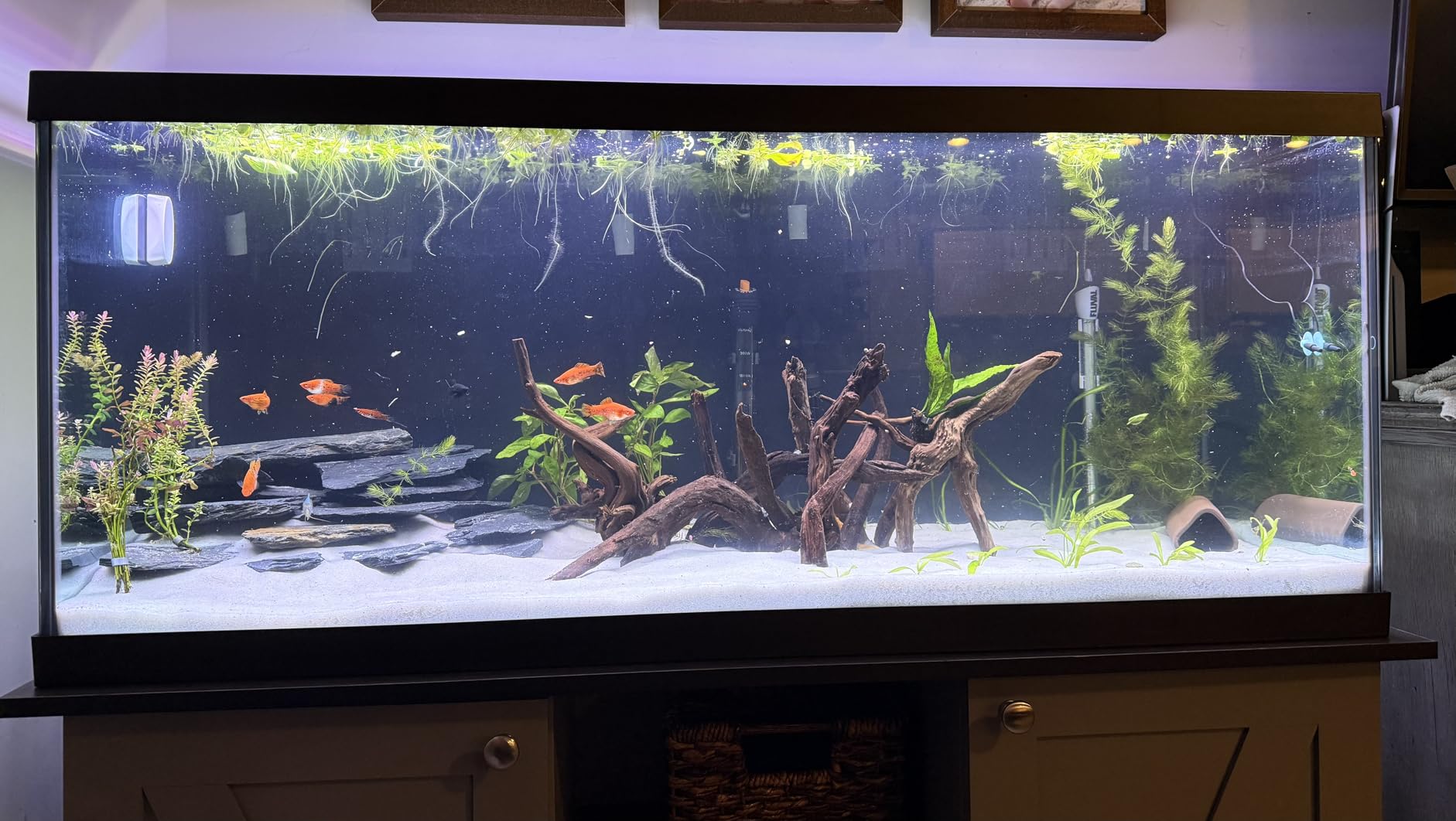 Aquarium Driftwood Branches,2.2lb 9-14inch Long Driftwood for Aquarium Reptile Driftwood Branches Log Natural Driftwood for Aquarium Reptile Branches customer photo 2