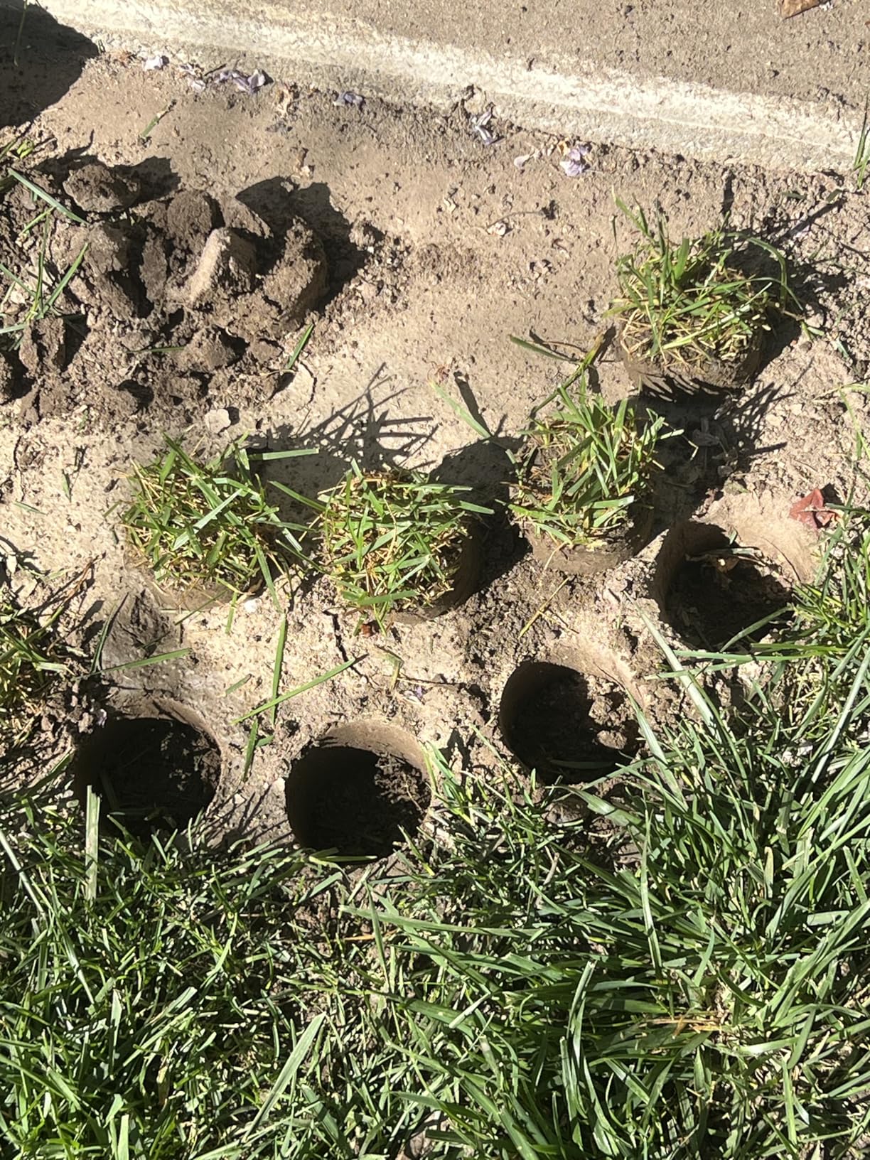 Dolibest Sod Plugger, Bulb Planter Tool with Non-Slip Grip Handle. Turf Cutter and Grass Plugger Tool with Dual Pedals, Sharp Serrations, Perfect for Zoysia, Bermuda and More (Upgrade) customer photo 1