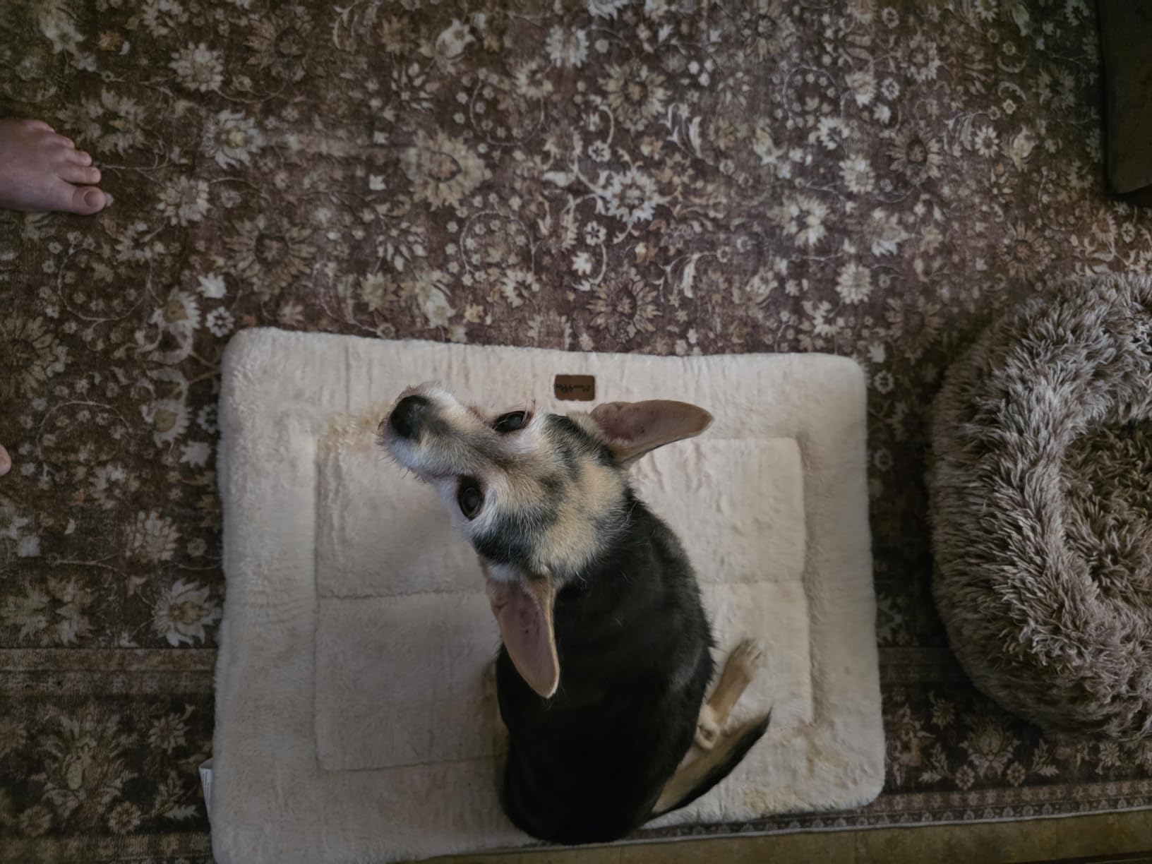 Portable Dog Bath Tub and Dog Washing Station, Collapsible Elevated Pet Tub for Bathing, Showering, Grooming, Pet Bathing Basin for Small to Medium Dogs, Cats and Other Pets (Built-in Drainage System) customer photo 1