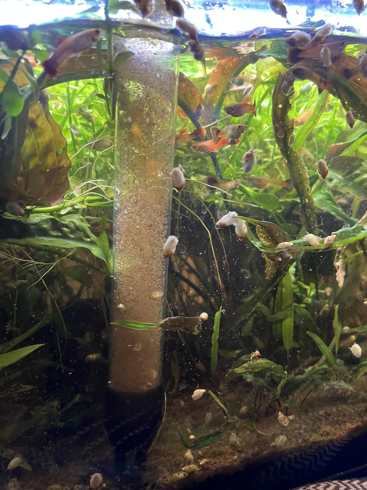 SEAOURA Aquarium Siphon Pump Gravel Cleaner, Fish Tank Vacuum Gravels Cleaning Kit, Manual Water Changer with Air Push Button, Aquariums Sand Clean Set, Hose for Suck Manure Wash Sand customer photo 1