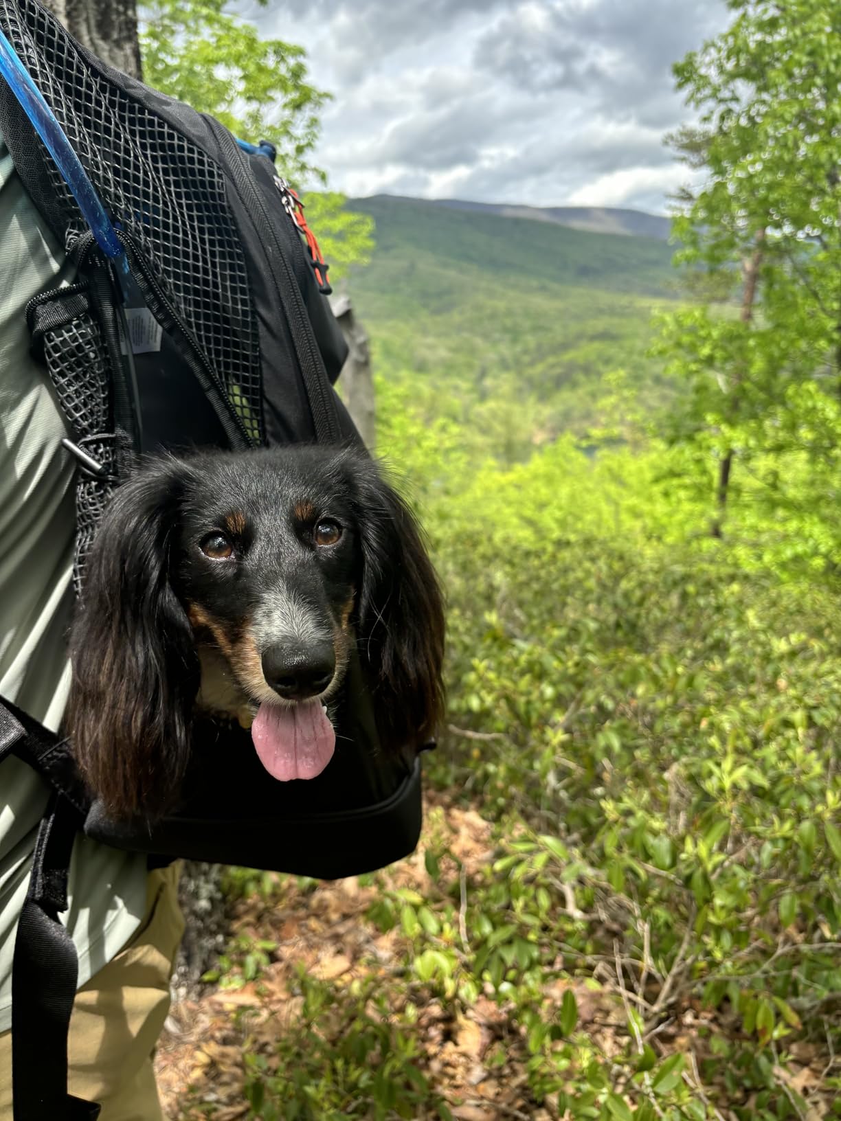 DJANGO Dog Carrier Backpack - Pet Backpack for Small Dogs & Cats with Hip Belt, Laptop Pocket & Water Bottle Sleeve - Travel Dog & Cat Carrier for Hiking, Camping & Commuting (Midnight Black) customer photo 1