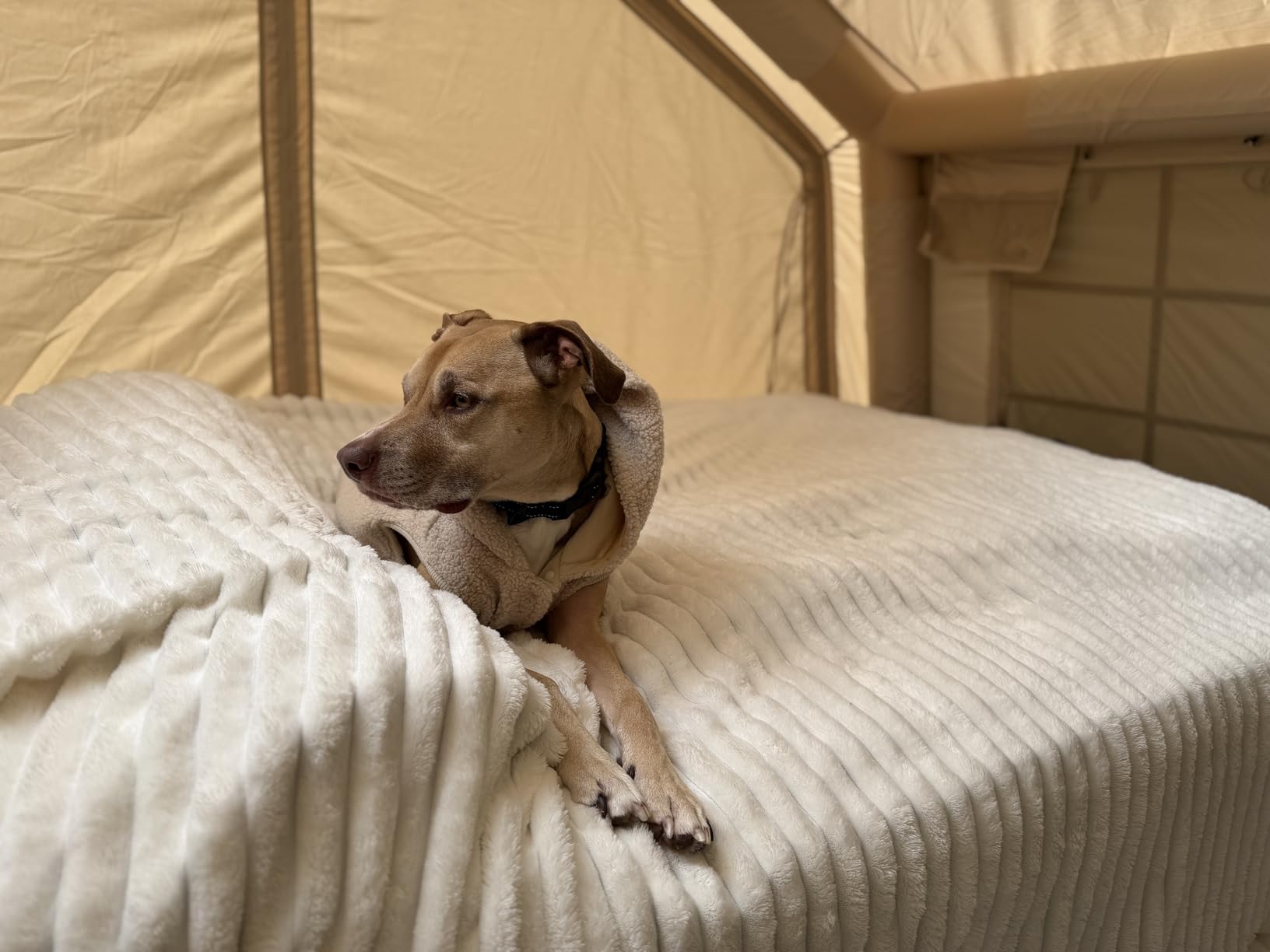 ONETIGRIS SUPRANUBIS Camping Cot, Height Adjustable with Cot Leg Extenders, Strong Support 330lbs, Lightweight Comfortable Folding Bed for Camping, Hiking, Travel, Truck, Beach, Office Nap customer photo 1