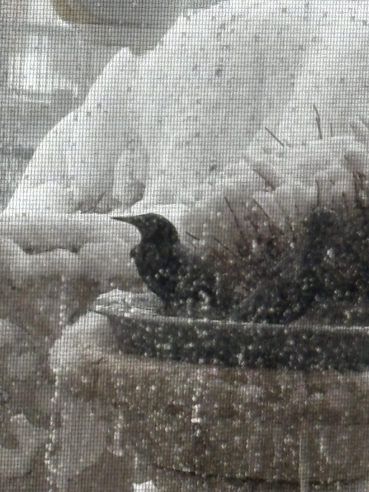 Lovppy Heated Bird Baths for Outdoors for Winter, 100W Heated Bird Bath Water Heater with Thermostatically Controlled, Heated Bird Bath for Deck Railing Outside Garden Patio Yard (Blue) customer photo 1