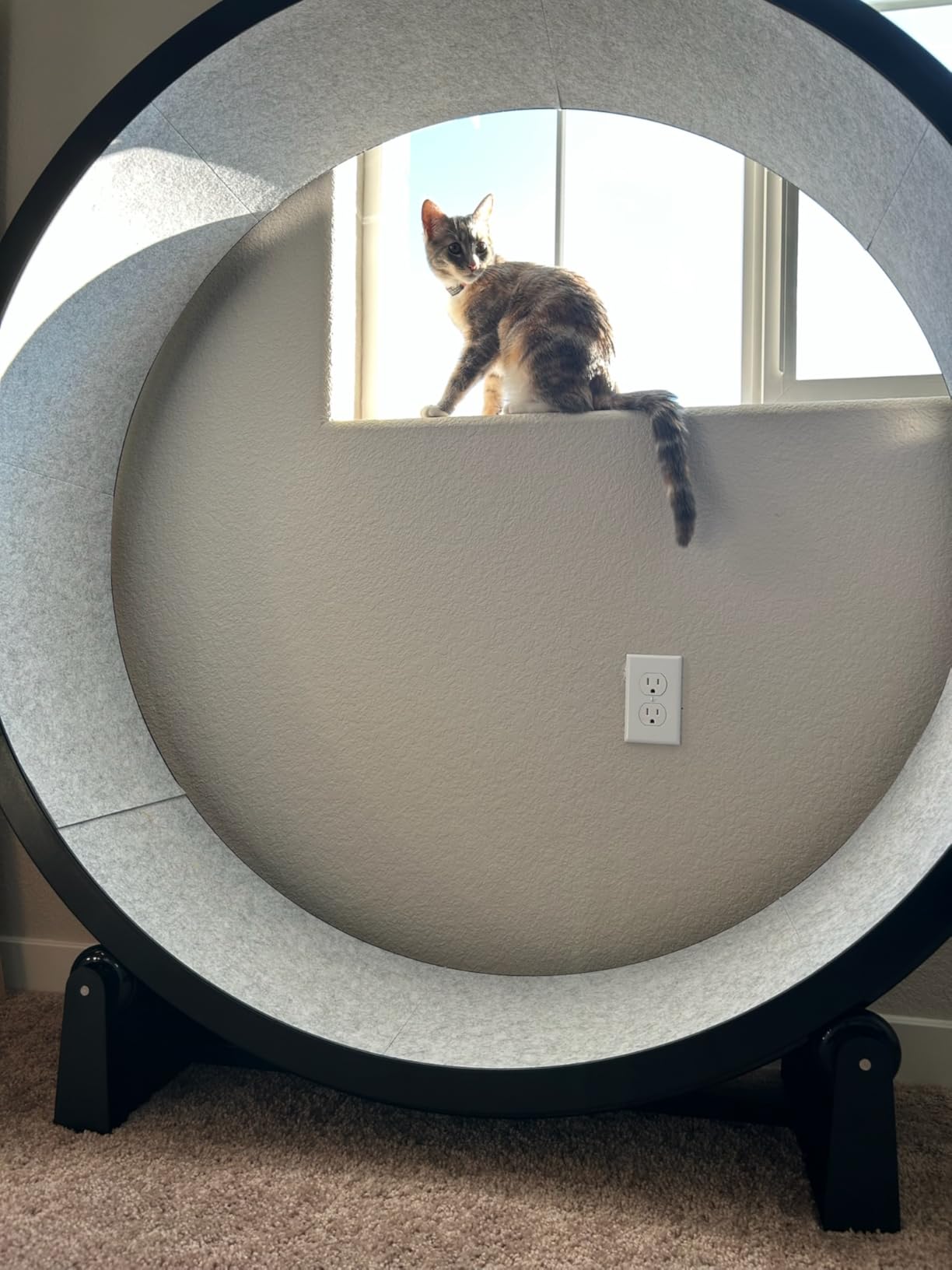 One Fast Cat - Cat Exercise Wheel - Gen. 7 - 48