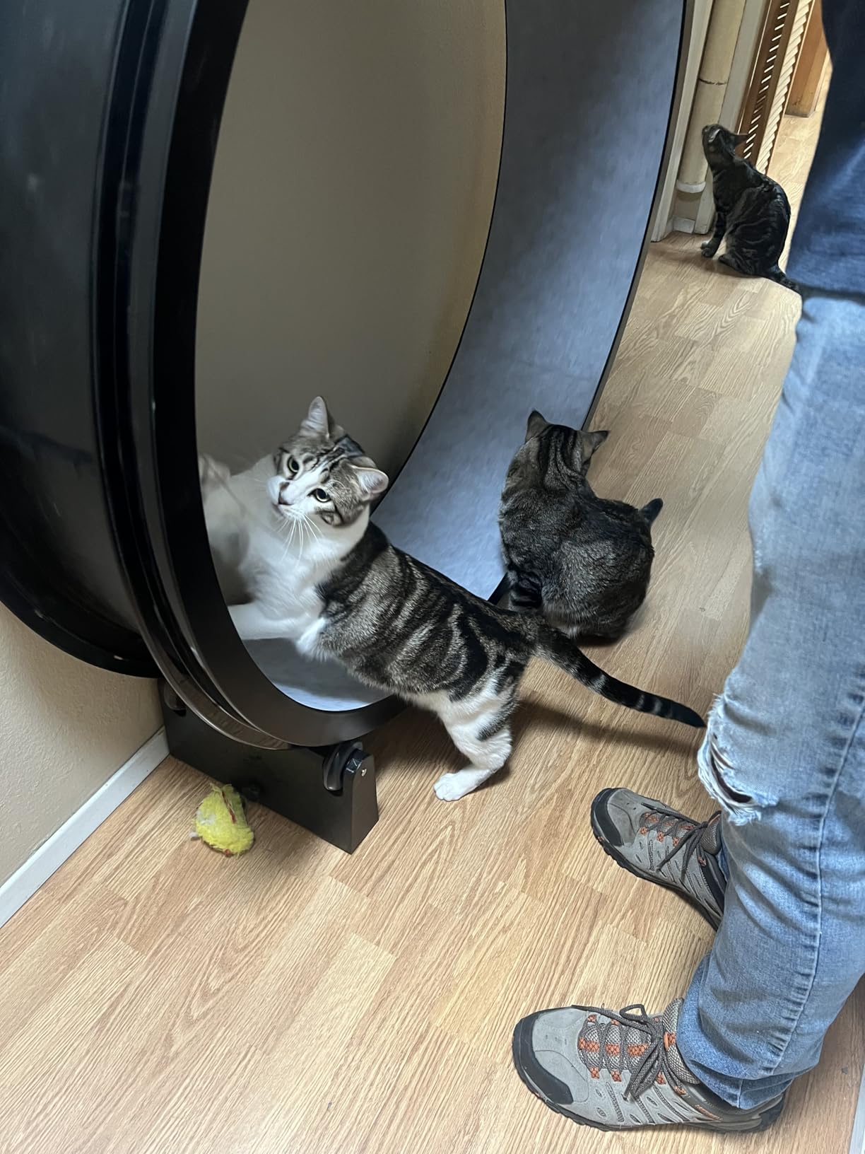 One Fast Cat - Cat Exercise Wheel - Gen. 7 - 48