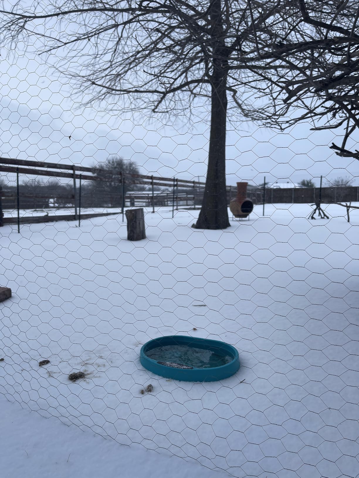 Heated Water Bowl for Chicken, Large Capacity 125OZ Poultry Water Heater for Hens Turkey Goose Duck Pigeon Poultry Birds Drinker in Winter, Chicken Coop Accessories No More Frozen Food Water customer photo 1