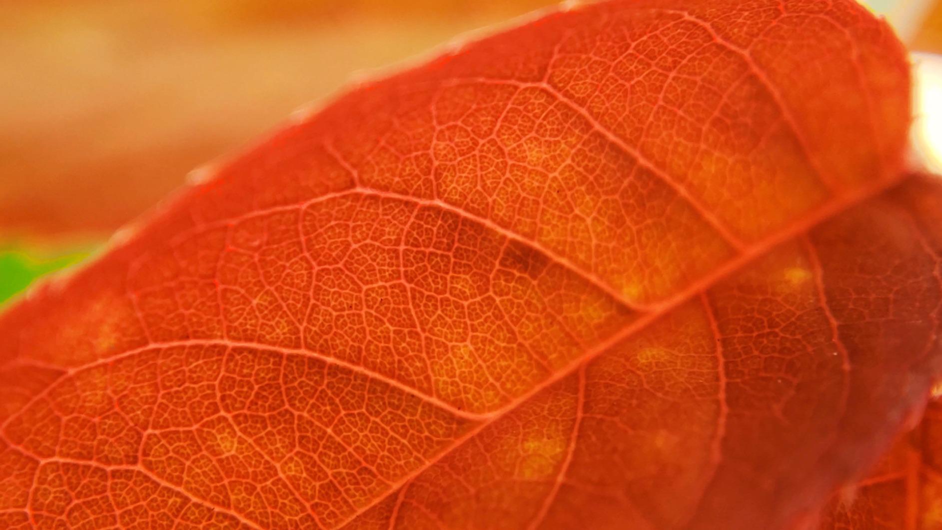 MIAO LAB 5 in 1 Phone Camera Lens Kit -0.63X Wide Angle Lens & 15X Macro Lens+190°Fisheye Lens/CPL + 2X Telephoto Lens Compatible with iPhone Samsung Sony and Most of Smartphone customer photo 2