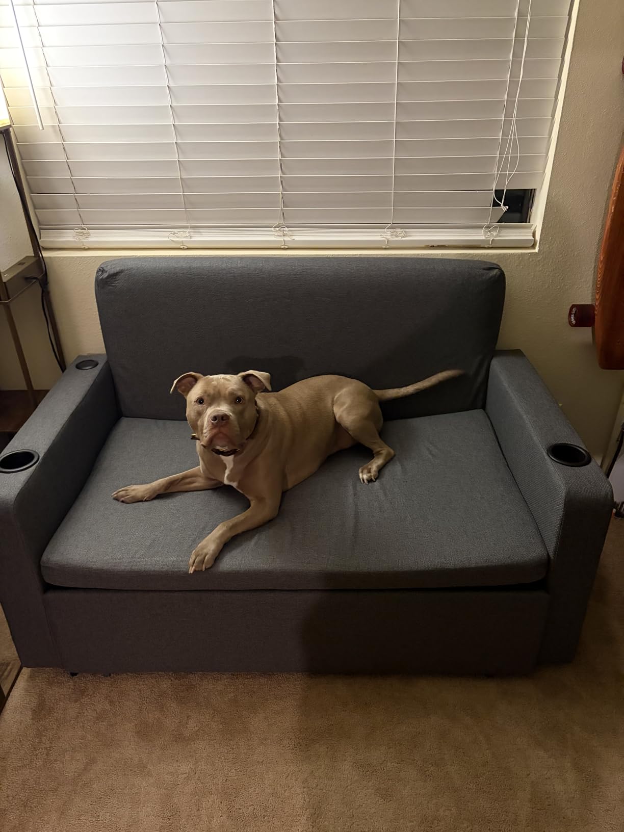 3 in 1 Sofa Bed, 56 Inch Convertible Pull Out Couch, Loveseat Sleeper Sofa with Cup Holders, USB, Sofa Couches for Living Room, Bedroom, Apartment, Dark Grey customer photo 2