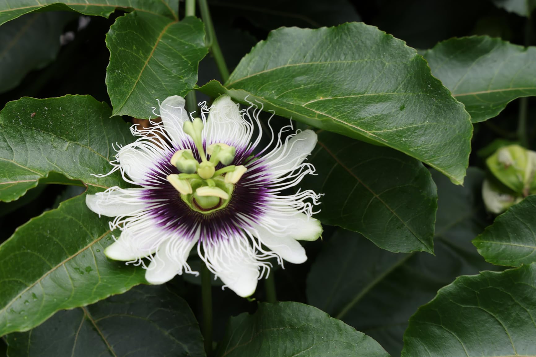 Canon EOS R5 Mark II Mirrorless Camera with Extra Canon LP-E6P Lithium-Ion Battery customer photo 1