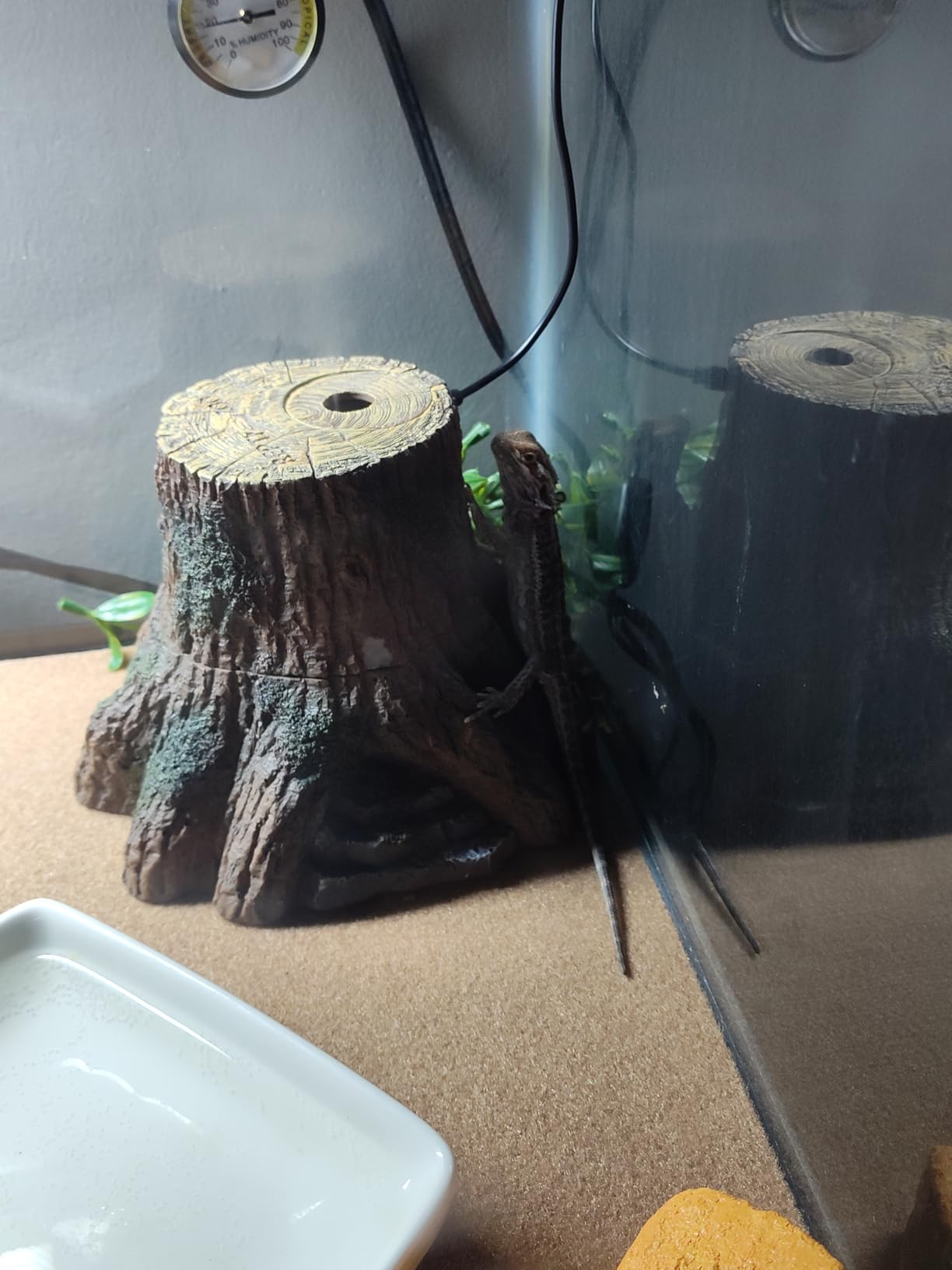 REPTIZOO Reptile Humidifier Fogger, Tree Trunk Humidifier with Top Mist Outlet, 1000ml Detachable Terrarium Humidifier Reptile Misting System Terrarium Decoration customer photo 1