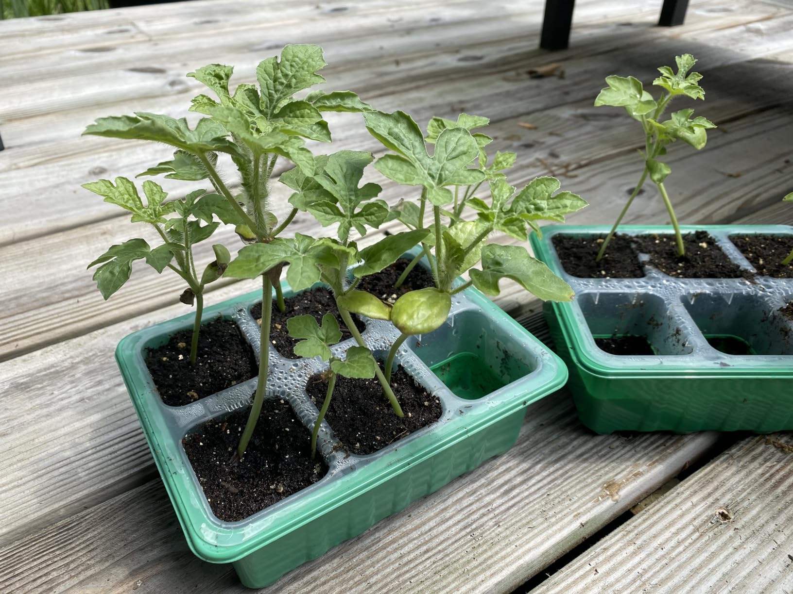 Seed Starter Tray, 80-Cells Seedling Starter Trays with Grow Light and Humidity Dome, Reusable Seed Germination Kit for Indoor Gardening Seed Starting (2 Pack, Green Base) customer photo 2