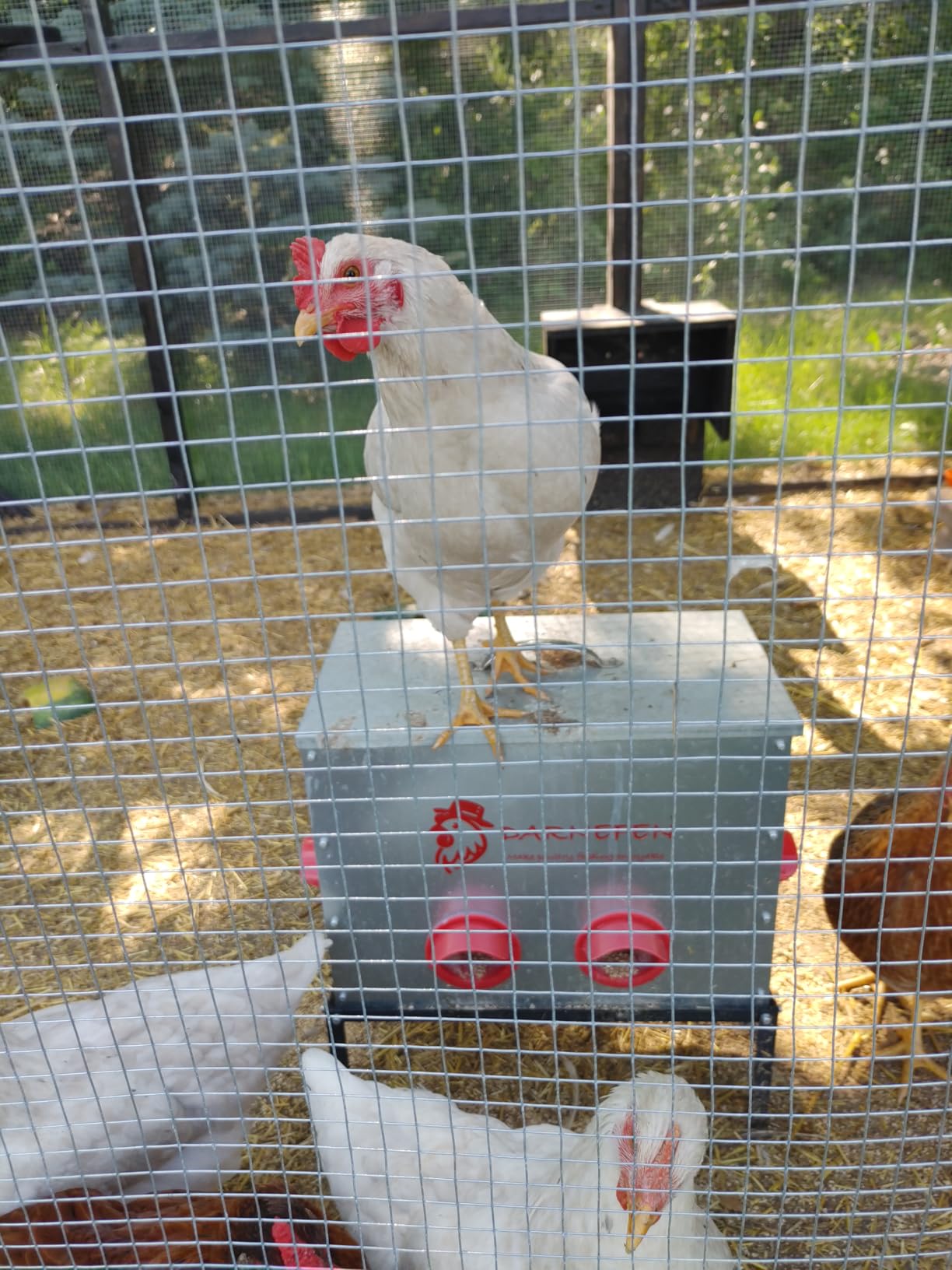 Automatic Chicken Feeder Rat Proof - 40lb 6 Ports Large Capacity Metal Poultry Feeder with Legs and Lids - Galvanized Chicken Feeder for Hen Coop customer photo 1