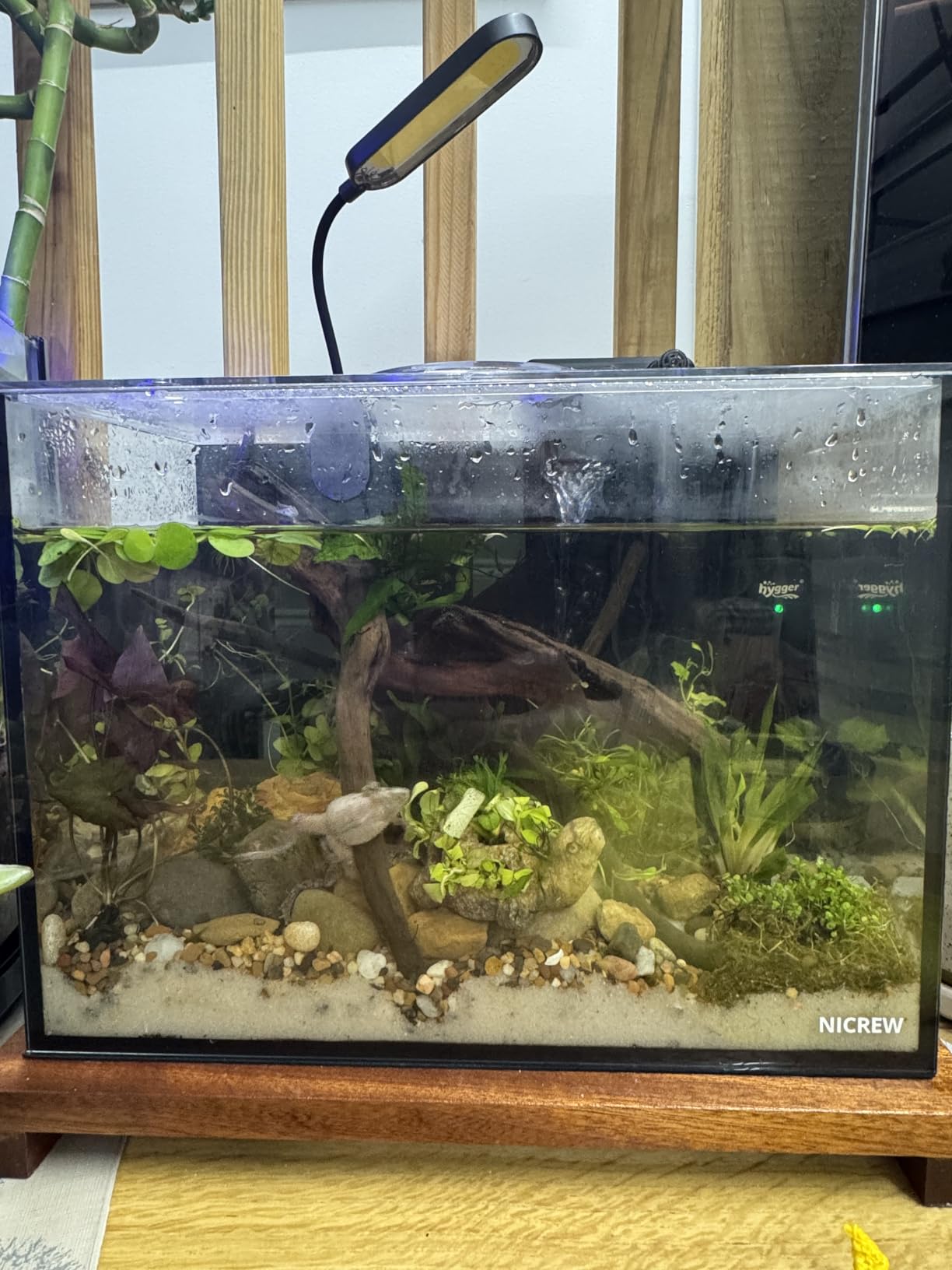NICREW 2.5 Gallon Nano Nature Aquarium Kit, Ultra-Clear Rimless Desktop Fish Tank with Light and Filter, Perfect for Small Fish, Shrimp, or Betta, Basic Version, Black customer photo 1