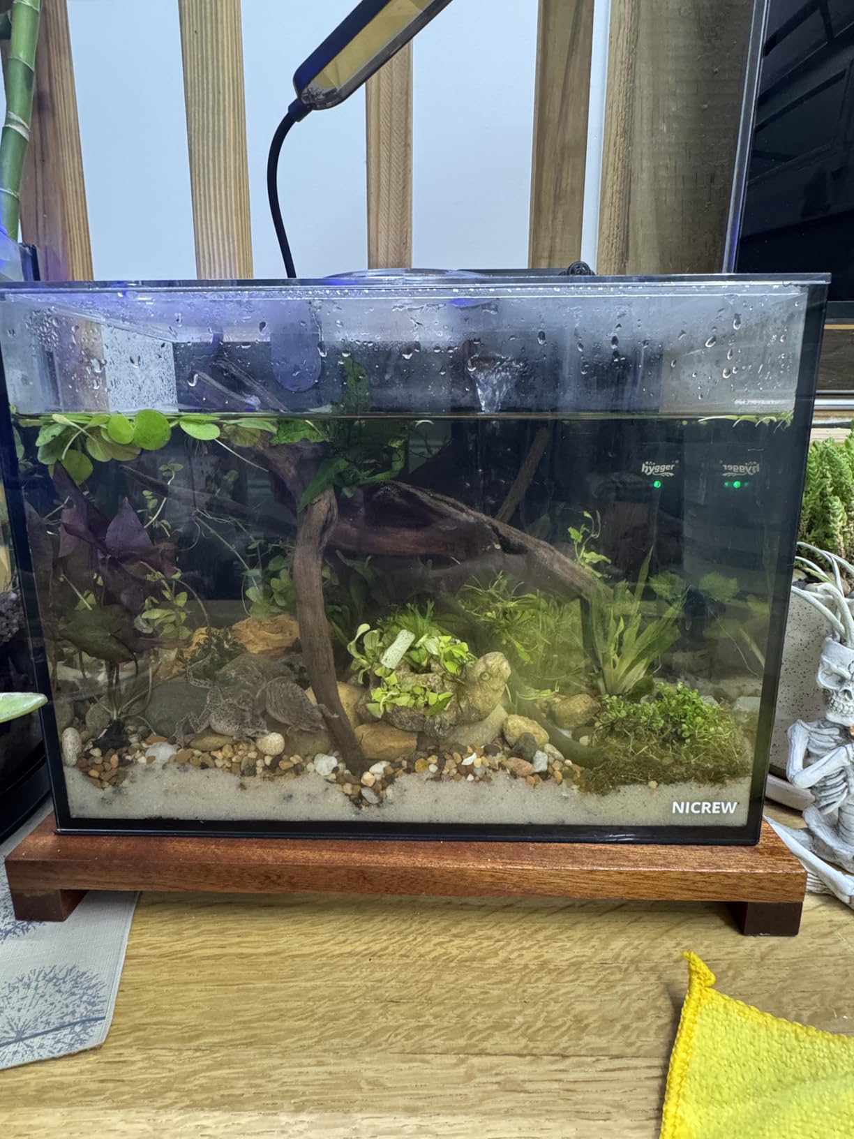 NICREW 2.5 Gallon Nano Nature Aquarium Kit, Ultra-Clear Rimless Desktop Fish Tank with Light and Filter, Perfect for Small Fish, Shrimp, or Betta, Basic Version, Black customer photo 2