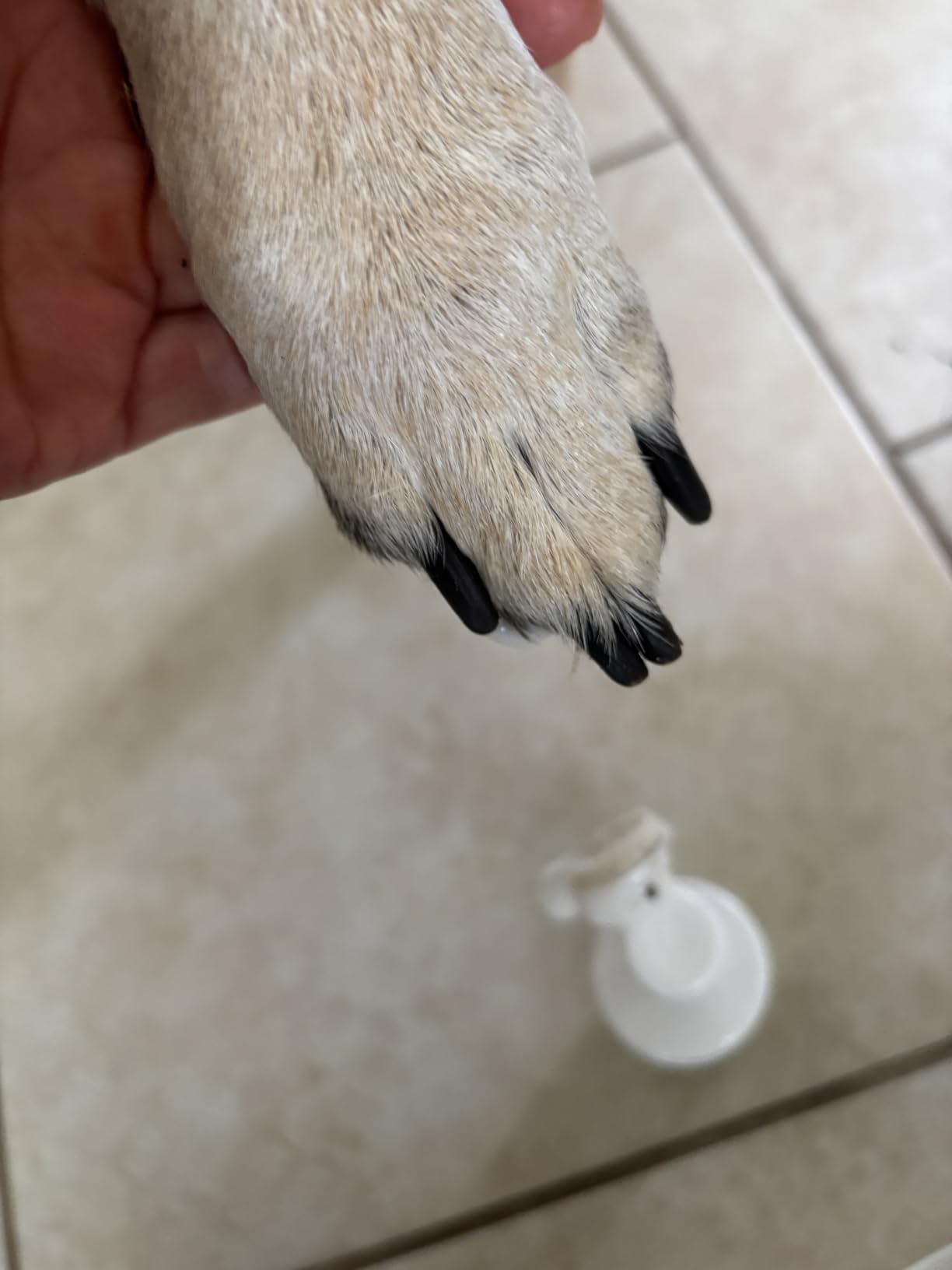 Paw Cleaner for Dogs & Cats, No-Rinse Foaming Pet Foot Washer with Built-in Scrubber Brush for Dirty, Muddy Paws - Suitable for Small, Medium & Large Dogs, Puppies, Kittens (5 fl oz) customer photo 2