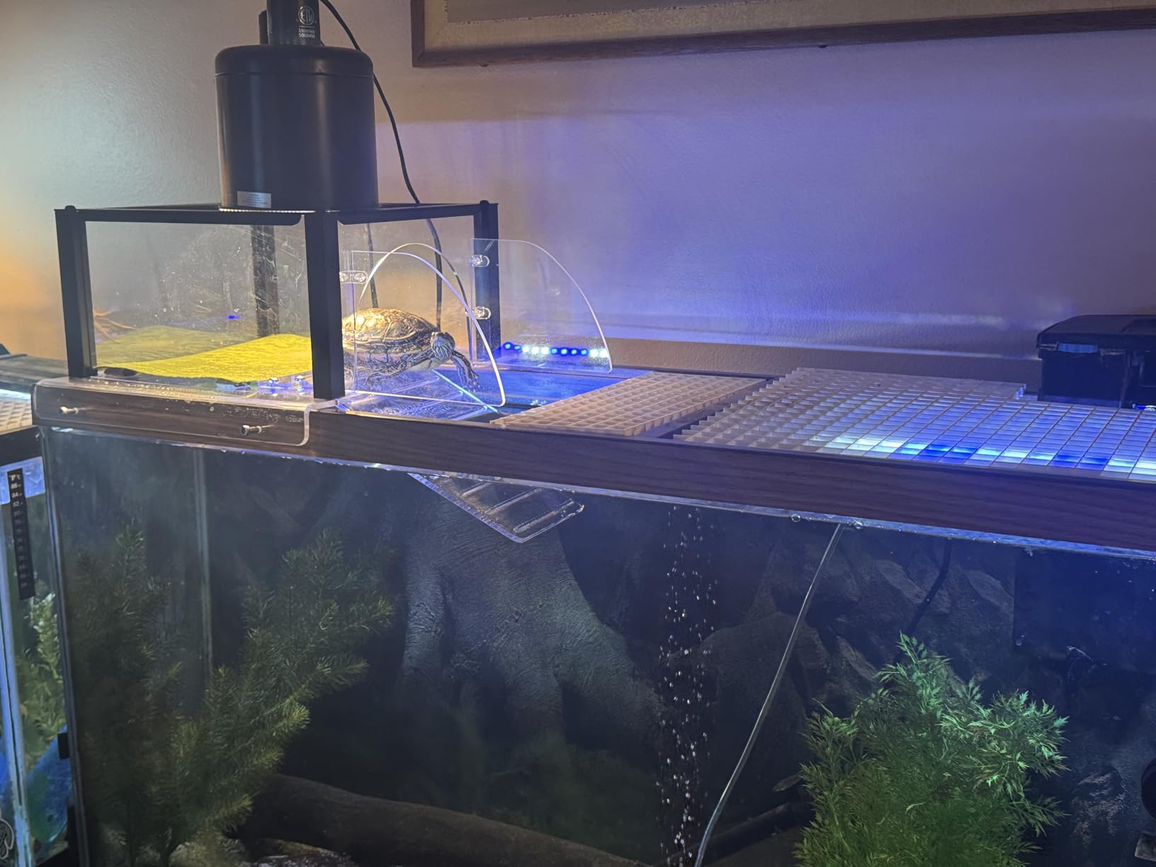 Turtle Topper Basking Platform for Aquatic Turtles 10/20/29/55 Gallon Tank, Aquatic Reptile Ramp Dock, Terrace, Accessories customer photo 1