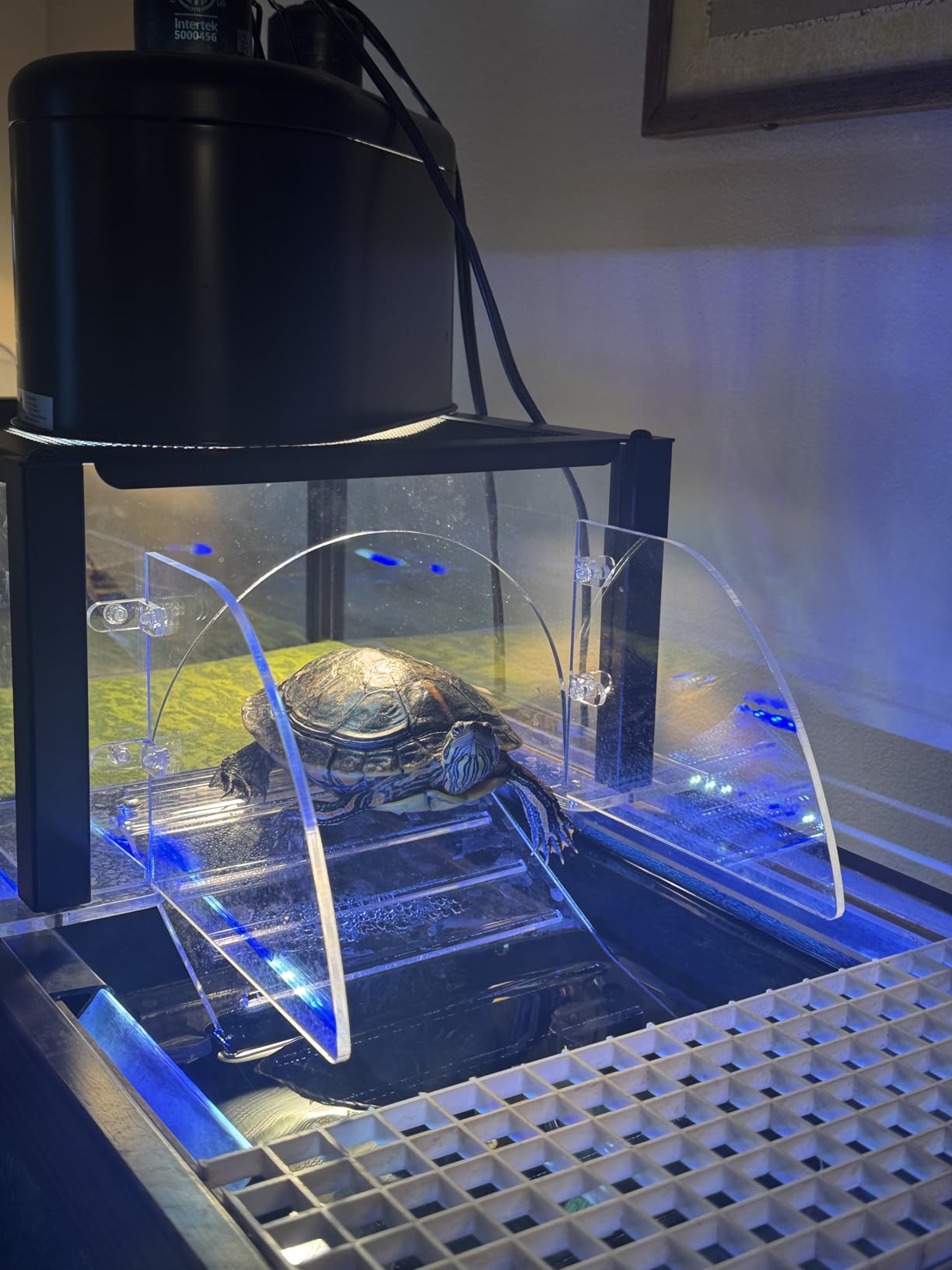 Turtle Topper Basking Platform for Aquatic Turtles 10/20/29/55 Gallon Tank, Aquatic Reptile Ramp Dock, Terrace, Accessories customer photo 2