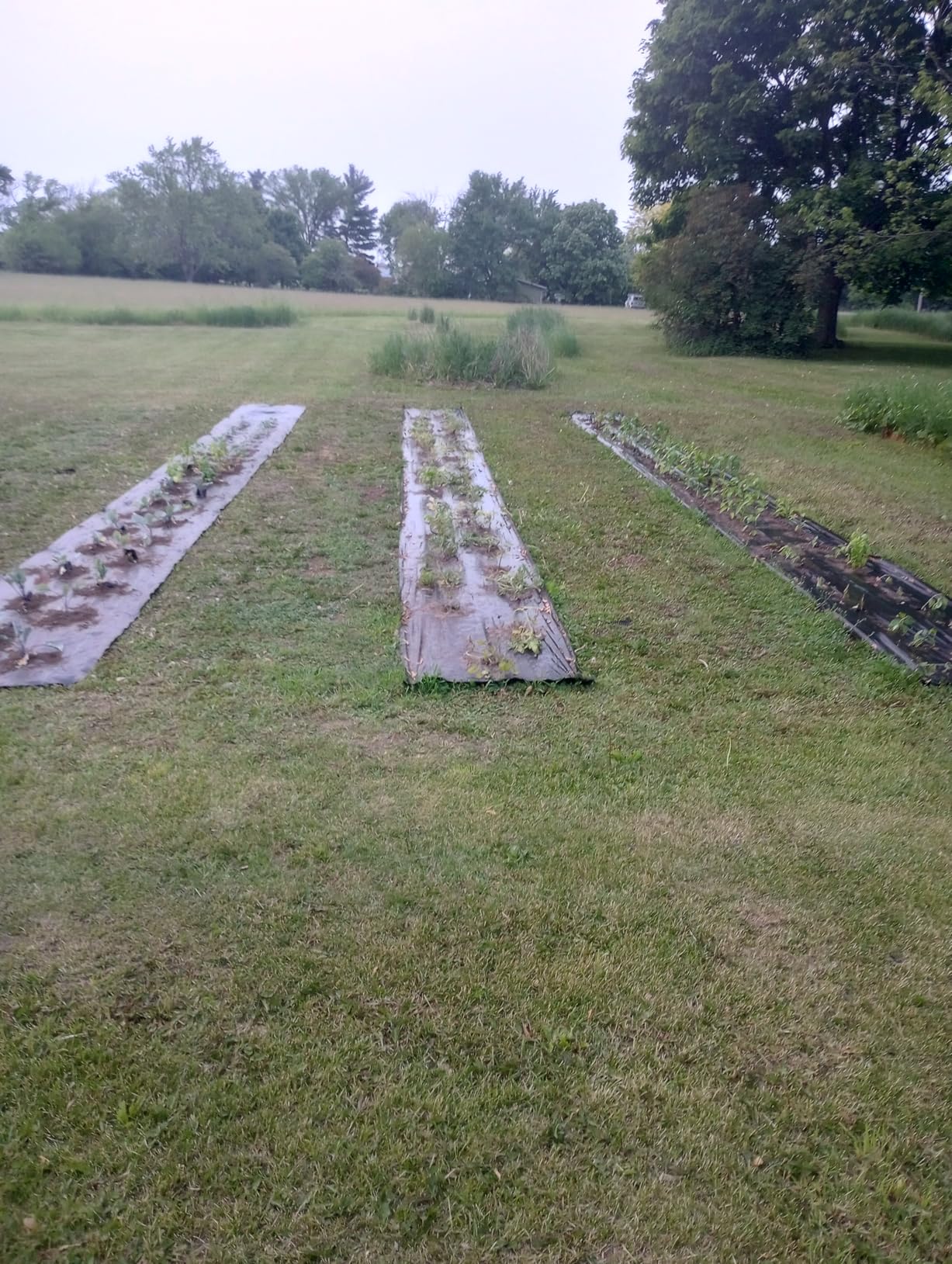 Auger Drill Bit for Planting 3 Pack with Extension - Spiral Hole Planter for Bulbs, Fence Posts, and Umbrella Holes - 3/8'' Hex Drive Drill- Gardening Hole Digger Yard Tools - Garden Drill Attachments customer photo 2