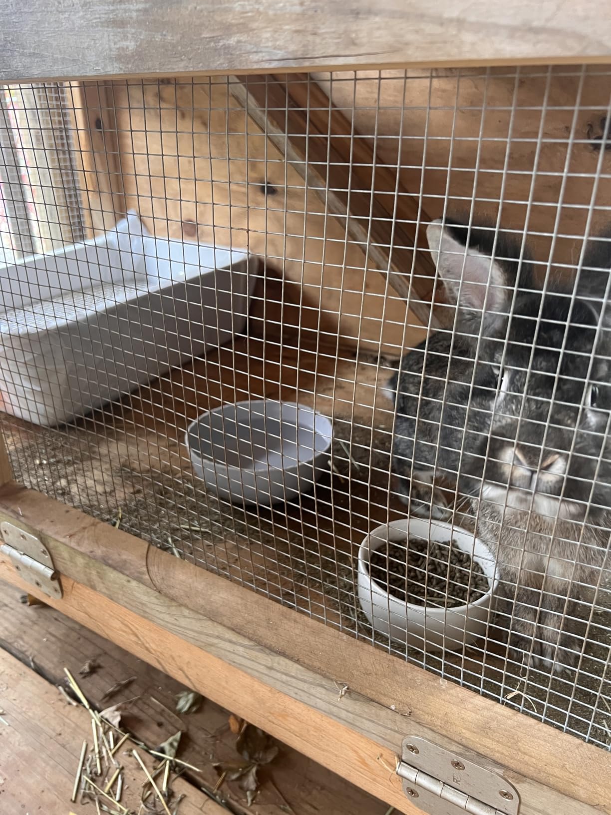 Large Stainless Steel Rabbit Litter Box,Bunny Litter Pan with Widened Grid,Toilet Tray,High Back Wall,Deep Waste Storage (Large) customer photo 2