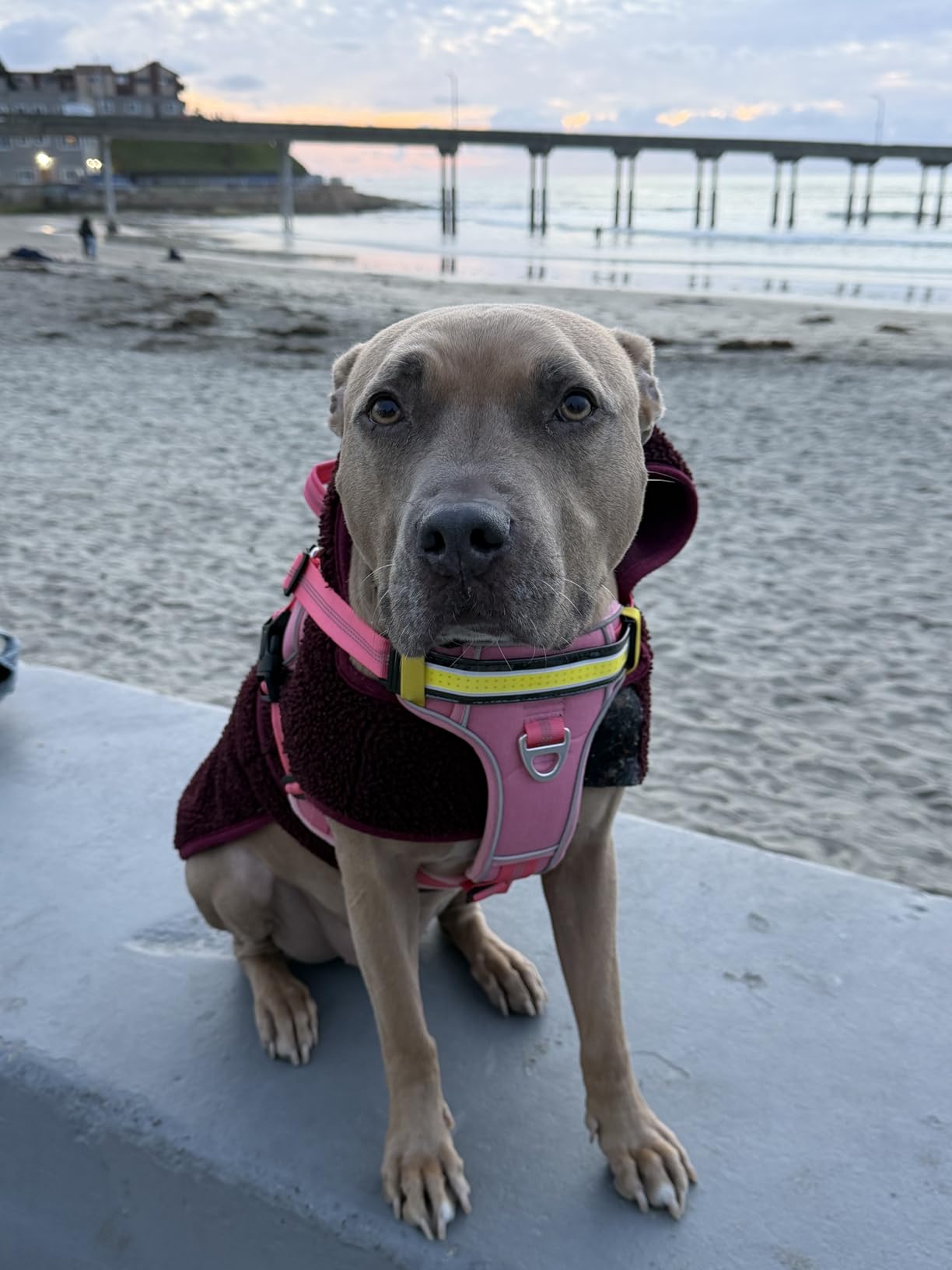 Lumi One LED Dog Harness for Night Visibility and Safety, Patent Pending - High-Visibility Light-Up Dog Vest with 1000 Lumen LED, Rechargeable Battery, Adjustable Fit, Reflective Trim (Black, Medium) customer photo 1