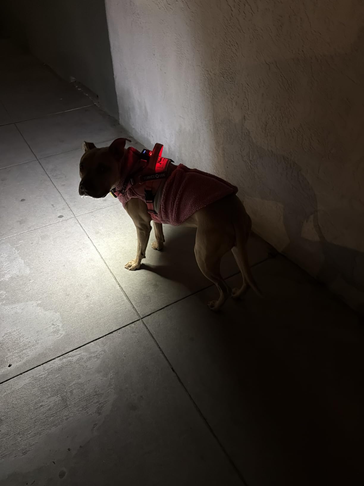 Lumi One LED Dog Harness for Night Visibility and Safety, Patent Pending - High-Visibility Light-Up Dog Vest with 1000 Lumen LED, Rechargeable Battery, Adjustable Fit, Reflective Trim (Black, Medium) customer photo 2