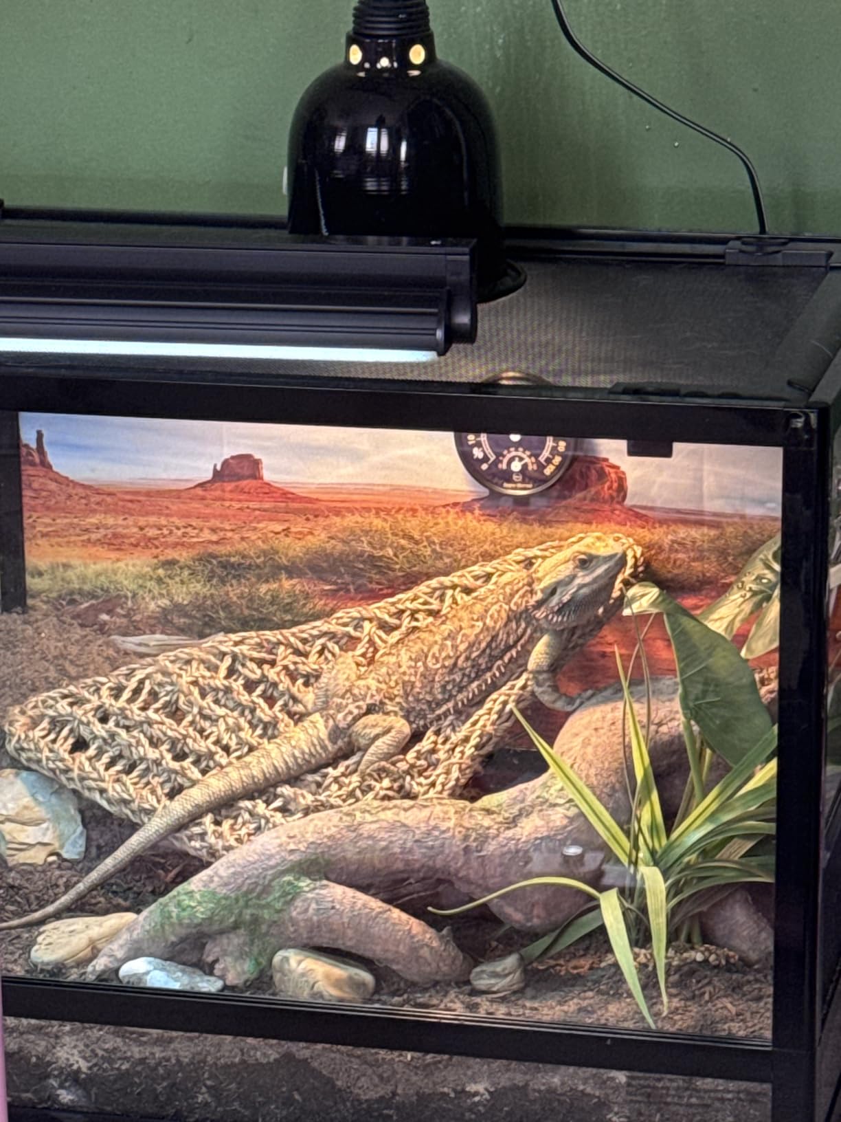 T5 UVB Reptile Light Fixture HO UVB Bulb Lighting Combo Kit, 10.0 UVB Light for Reptiles Terrarium Hood with 8W Reptile Light Bar UVA UVB Desert Lamp for Bearded Dragon Turtle Tank, 12 Inch customer photo 1