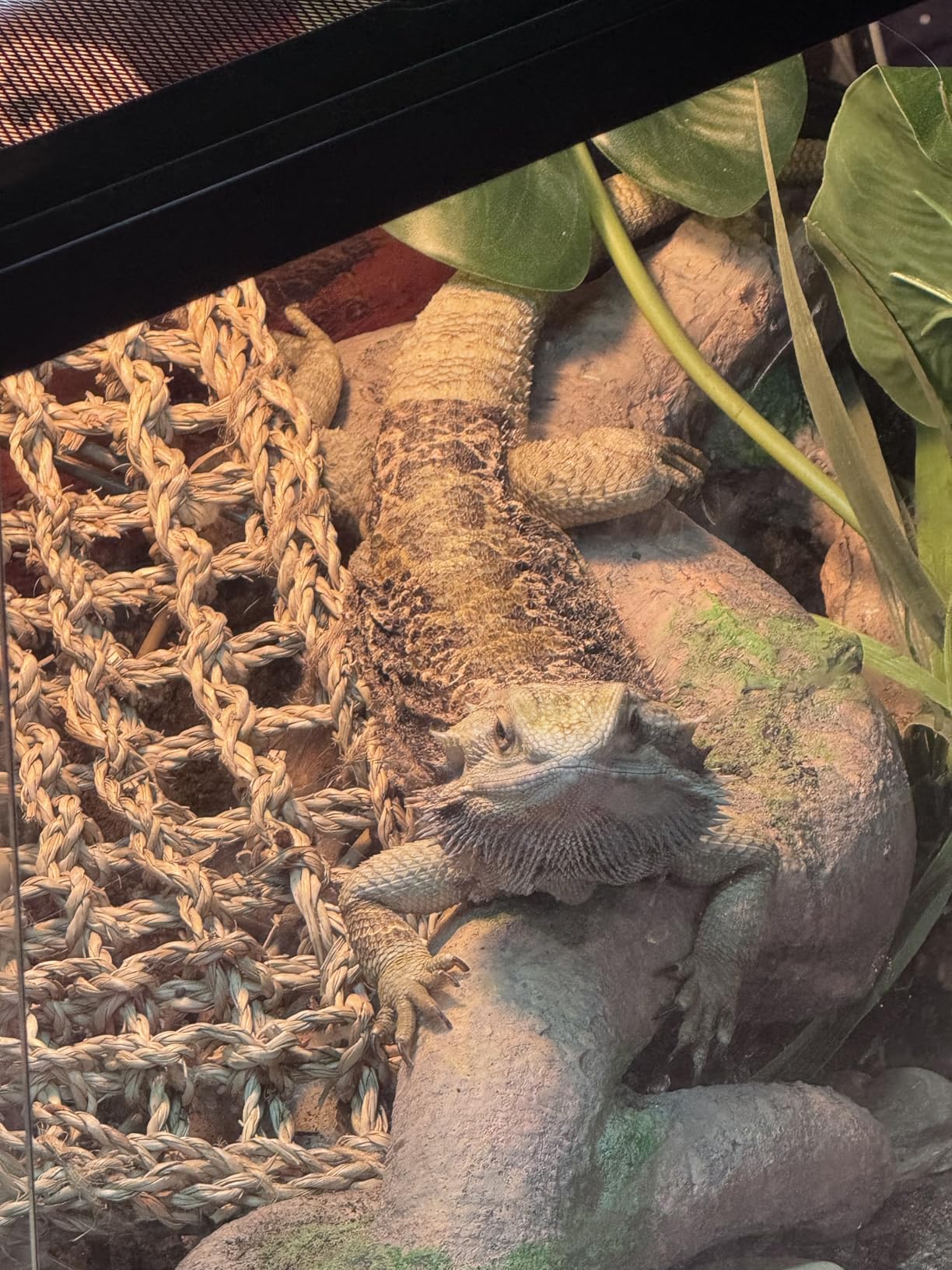 T5 UVB Reptile Light Fixture HO UVB Bulb Lighting Combo Kit, 10.0 UVB Light for Reptiles Terrarium Hood with 8W Reptile Light Bar UVA UVB Desert Lamp for Bearded Dragon Turtle Tank, 12 Inch customer photo 2