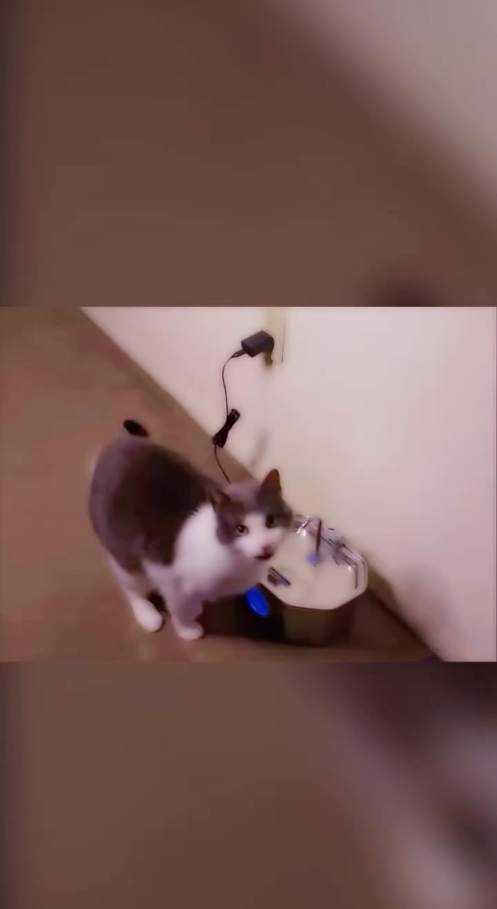 Cat Water Fountain Stainless Steel 108oz/3.2L, APAUK Automatic Pet Fountain Dog Water Dispenser with Water Level Window, Quiet Cat Fountain for Drinking, Inside with Replacement(1 Filter&1 Sponge) customer photo 2