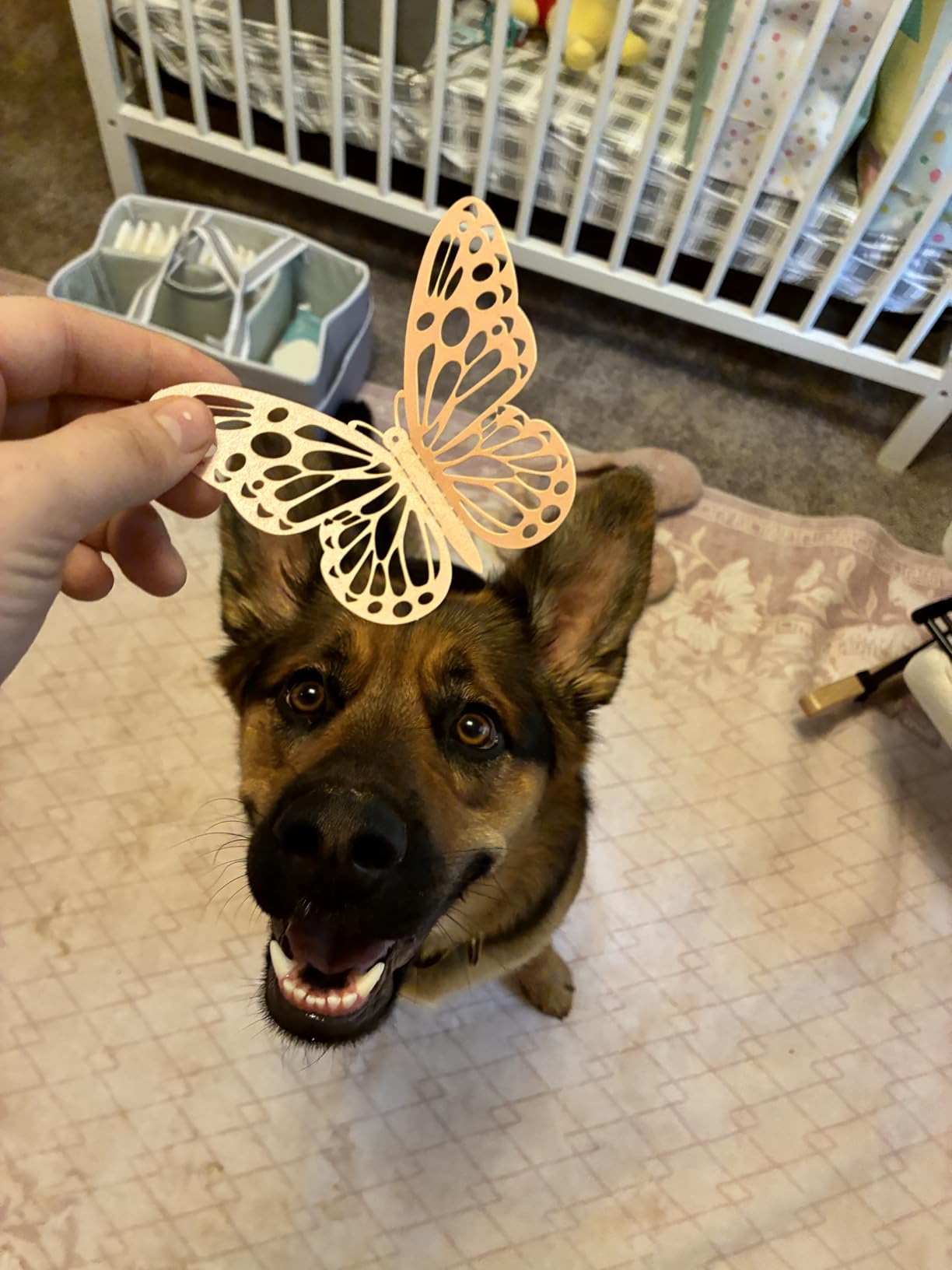 Hemp Oil for Dogs and Cats - Organic Hemp Oil Drops for Anxiety Relief, Stress, Pain, Calming, Sleep, Arthritis - Hip and Joint Support - Skin Health, Anti-Inflammatory - Omega 3-6-9 Pet Drops (2 Pack) customer photo 2