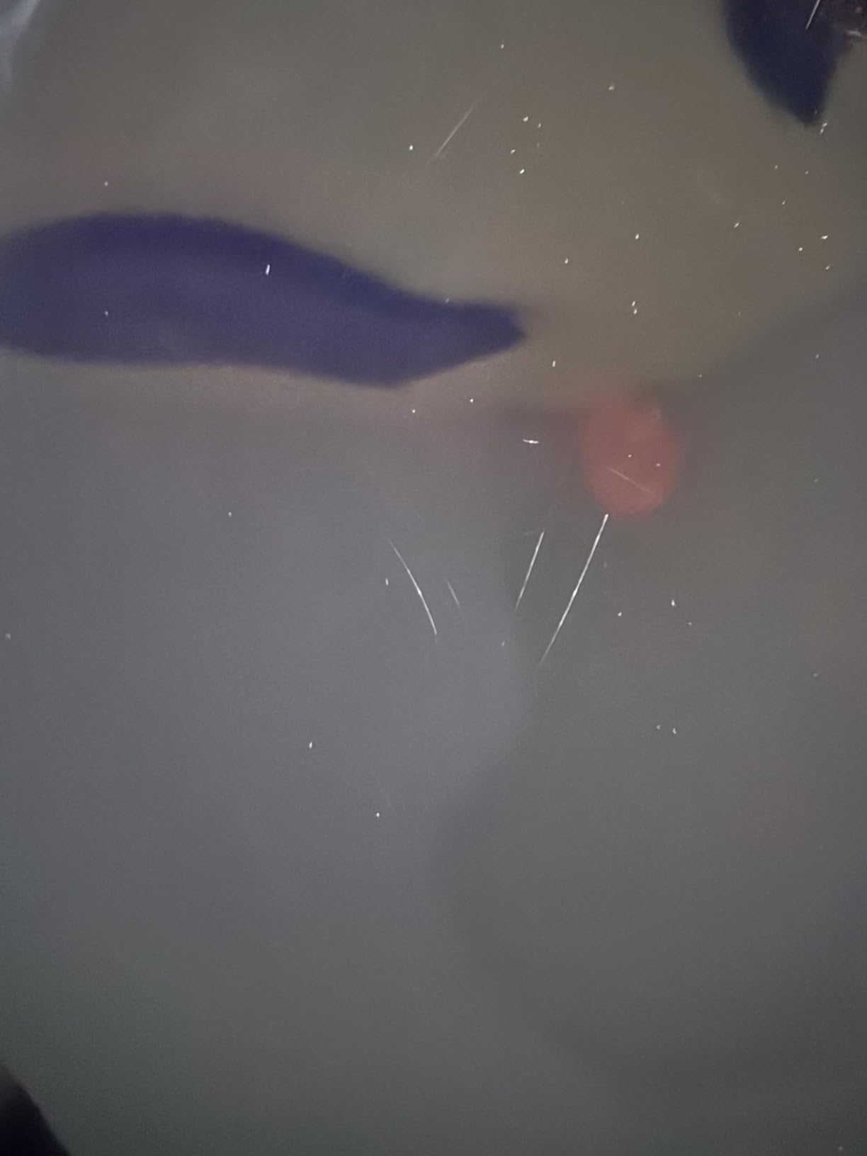 Induction Wok Cooktop Induction Burner 1700W/85V~120V Electric Wok Curved Surface Electronic Cooker Concave Stoves customer photo 2