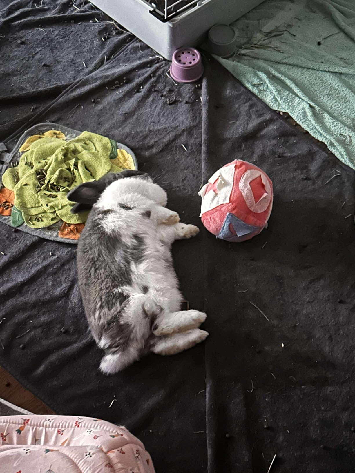 Large Rabbit Foraging Toy with Bell, Washable Puzzle Feed Game Rabbit Toy for Bunnies Boredom, Snuffle Ball Treat Dispenser Exercise Bunny Enrichment Toys, Bunny Toys for Indoor Bunnies(Random Color) customer photo 1