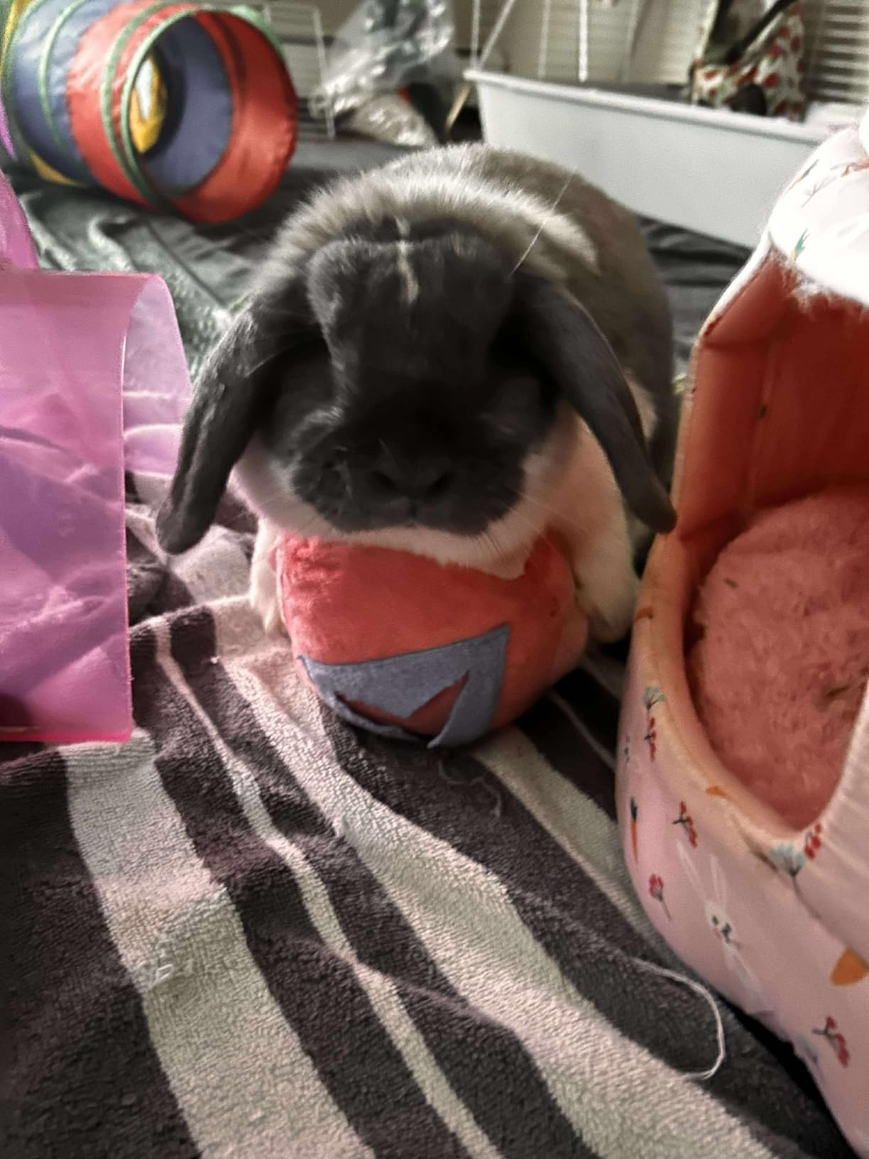 Large Rabbit Foraging Toy with Bell, Washable Puzzle Feed Game Rabbit Toy for Bunnies Boredom, Snuffle Ball Treat Dispenser Exercise Bunny Enrichment Toys, Bunny Toys for Indoor Bunnies(Random Color) customer photo 2