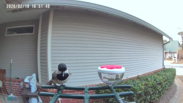 Smart Bird Feeder with Camera Solar Powered, 2K HD Video, AI Bird Species Identification, Instant Arrival Alerts, Weatherproof Design for Effortless Birdwatching, Best Gift for BirdLovers, Red customer photo 1