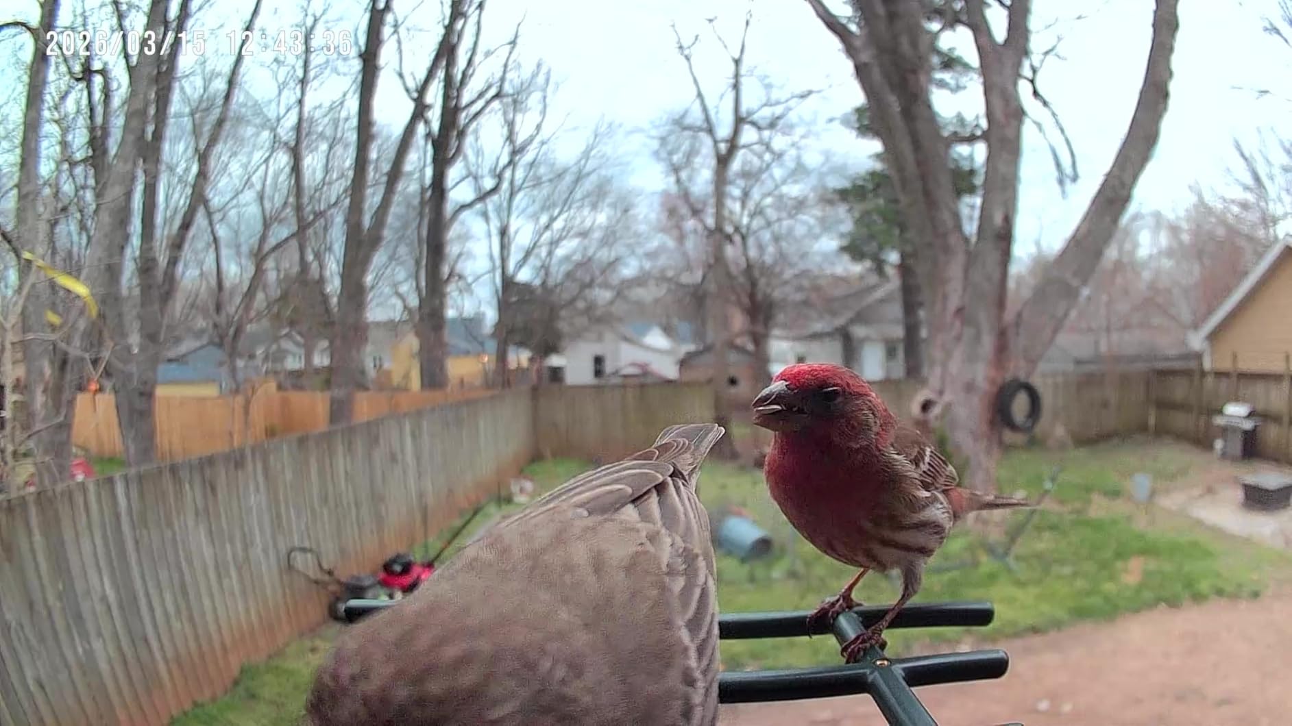 Smart Bird Feeder with Camera Solar Powered, 2K HD Video, AI Bird Species Identification, Instant Arrival Alerts, Weatherproof Design for Effortless Birdwatching, Best Gift for BirdLovers, Red customer photo 2