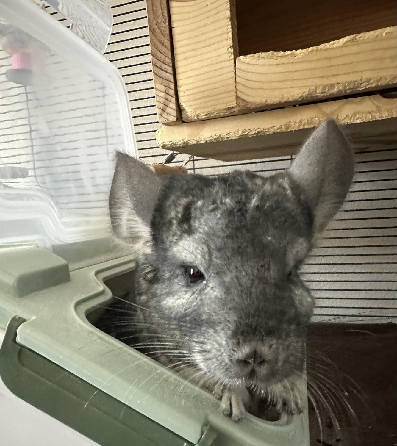 Large Chinchilla Sand Bath Container Kit Plastic Chinchillas Dust Bath House with Sand Cup and Sand Shovel Hamster Shower Room for Hedgehog Guinea Pig Squirrel and Other Small Animals (Green) customer photo 1