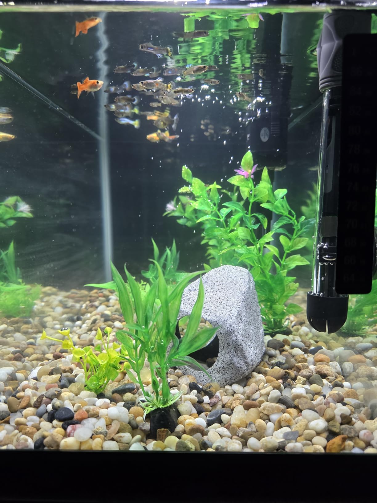 Aqueon Aquarium Starter Kit with Smart Clean Filtration and LED Lighting, Freshwater and Saltwater Fish, Perfect for Tetras, Guppies, Platies, 10-Gallon customer photo 2