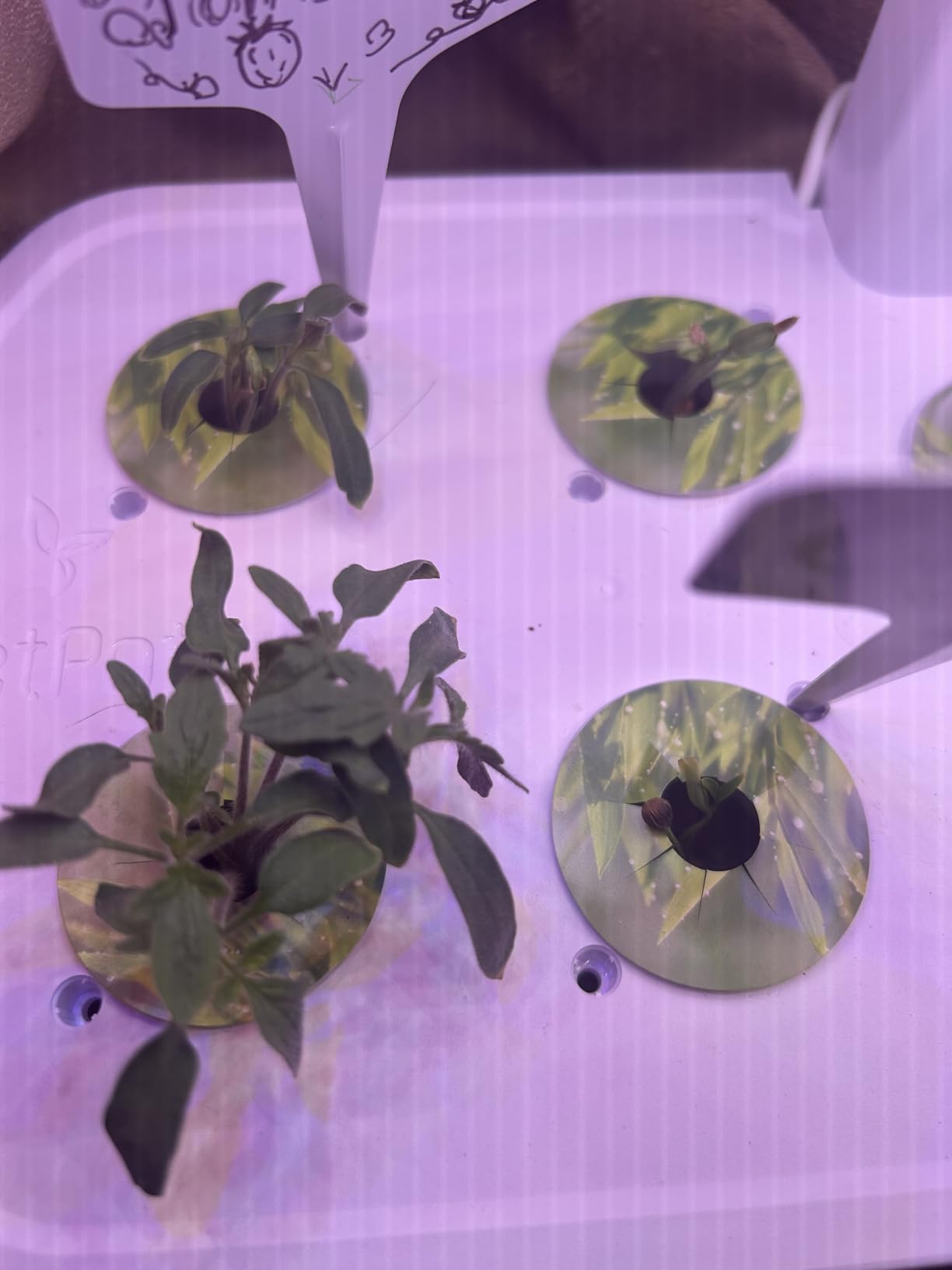 LETPOT LPH-Lite Hydroponics Growing System, 12 Pods Smart Herb Garden Kit Indoor, Indoor Garden, APP & WiFi Controlled, with 24W Growing LED, 5.5L Water Tank, Pump System, Automatic Timer customer photo 1