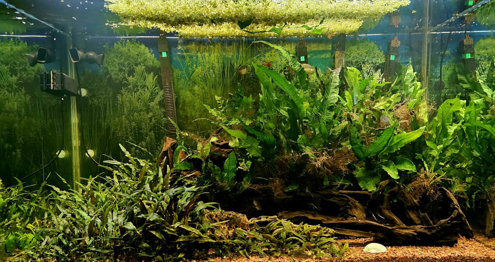 Ultum Nature Systems Driftwood - Malaysian Drift Wood for Fish Tank, Planted Tank, Terriarium, Paludarium - Versatile Natural Driftwood Decor, Events Wood Centerpiece - Malaysian, Large (16-20