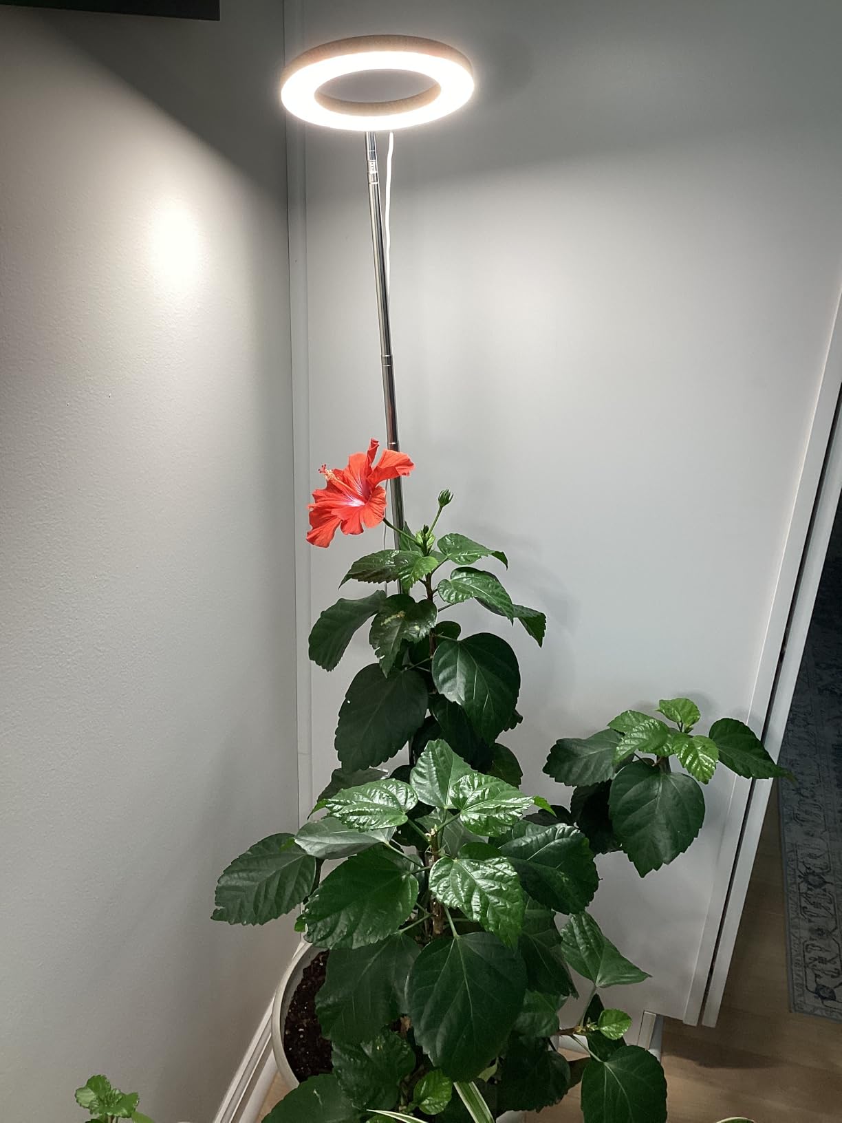 Grow Lights for Indoor Plants, Full Spectrum Plant Lights for Indoor Growing with 6/12/16H Timer, 3 Color Modes, 5 Brightness, 10