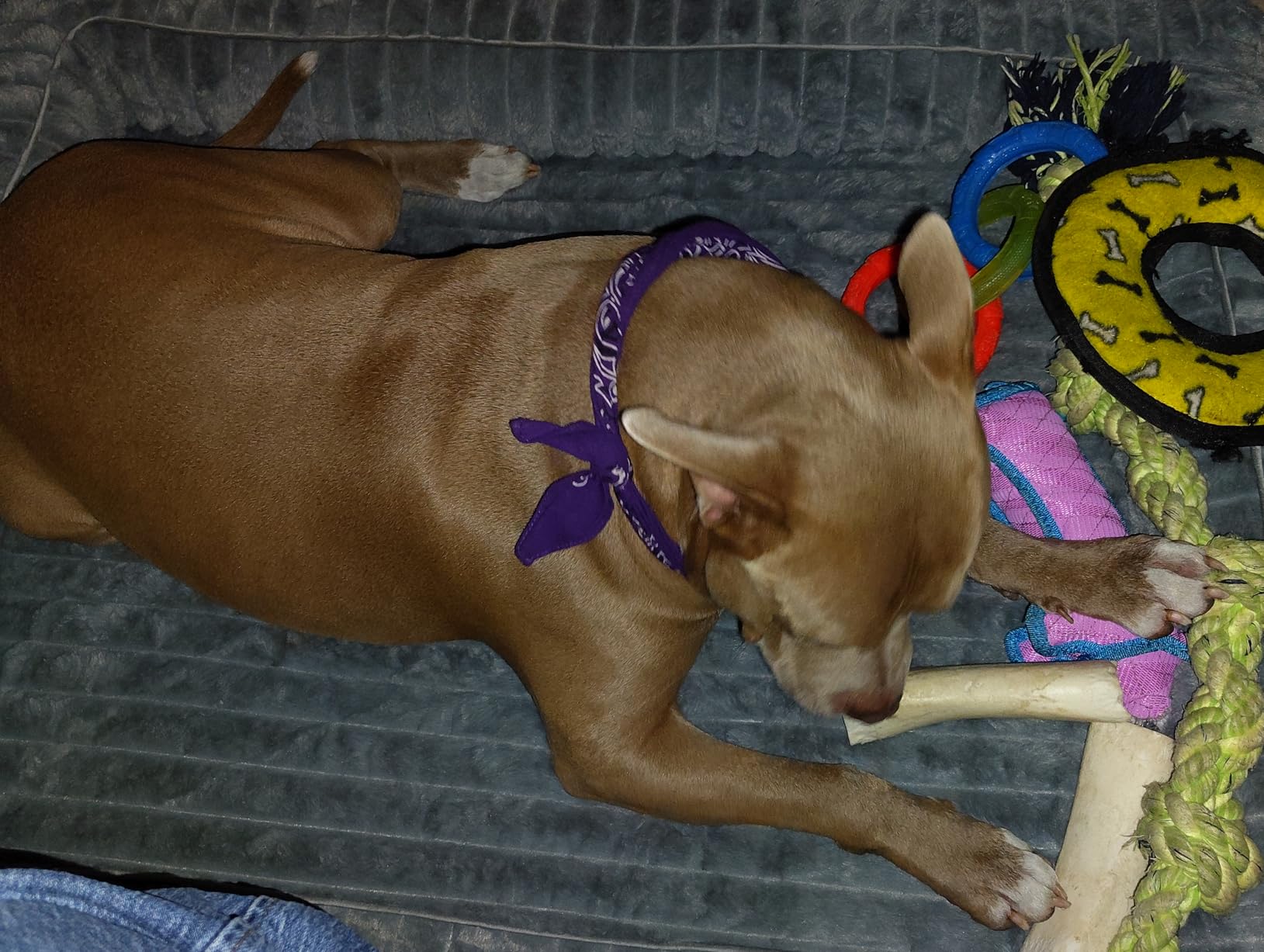 Bedsure ComfyFleece Orthopedic Dog Beds for Extra Large Dogs, Waterproof Memory Foam XL Pet Bed with Sides, Non-Slip and Egg-Crate Foam Big Dog Couch Sofa with Washable Corduroy Cover, Grey customer photo 1